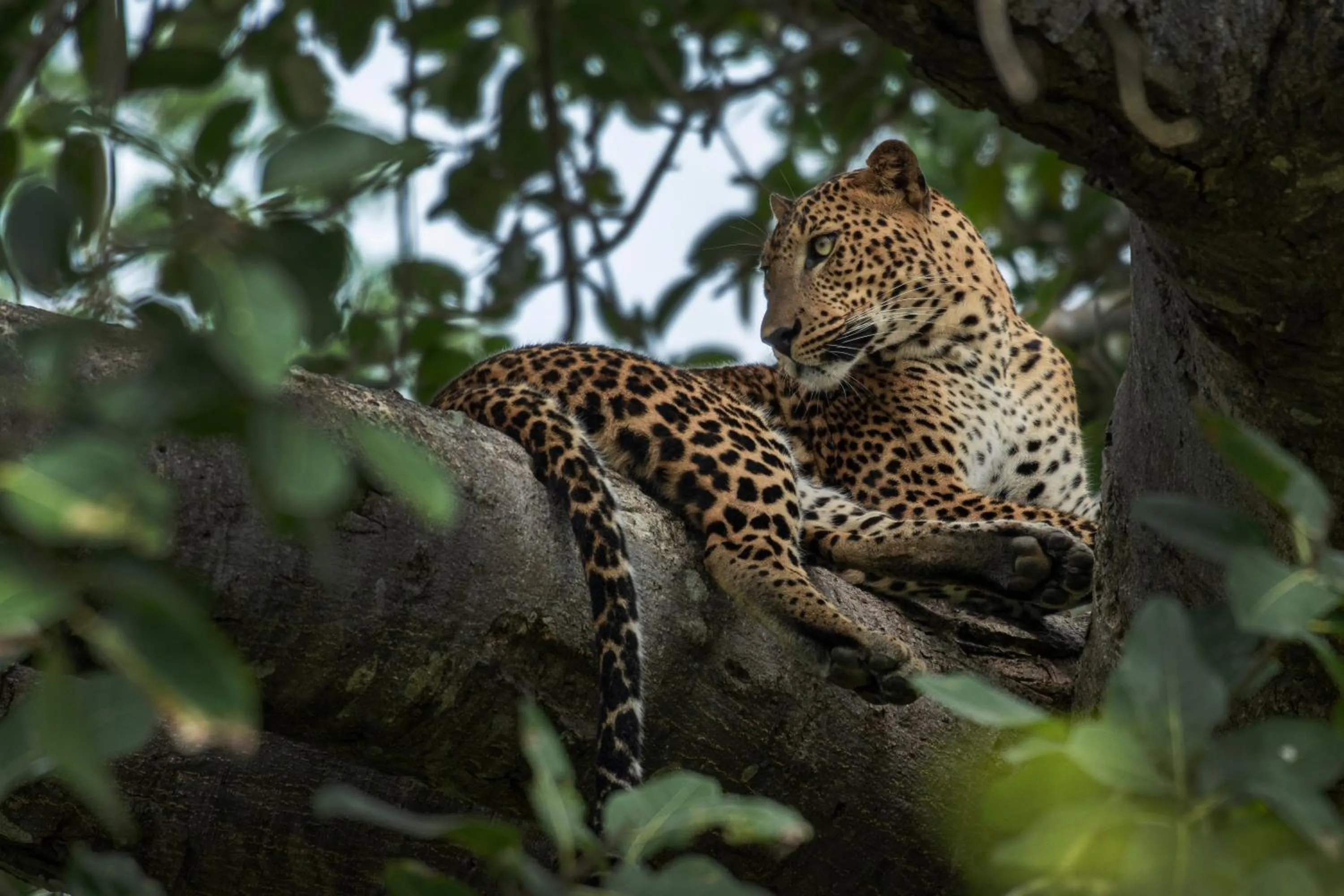 Day in Funky Leopard Safari Lodge Bordering Yala National Park