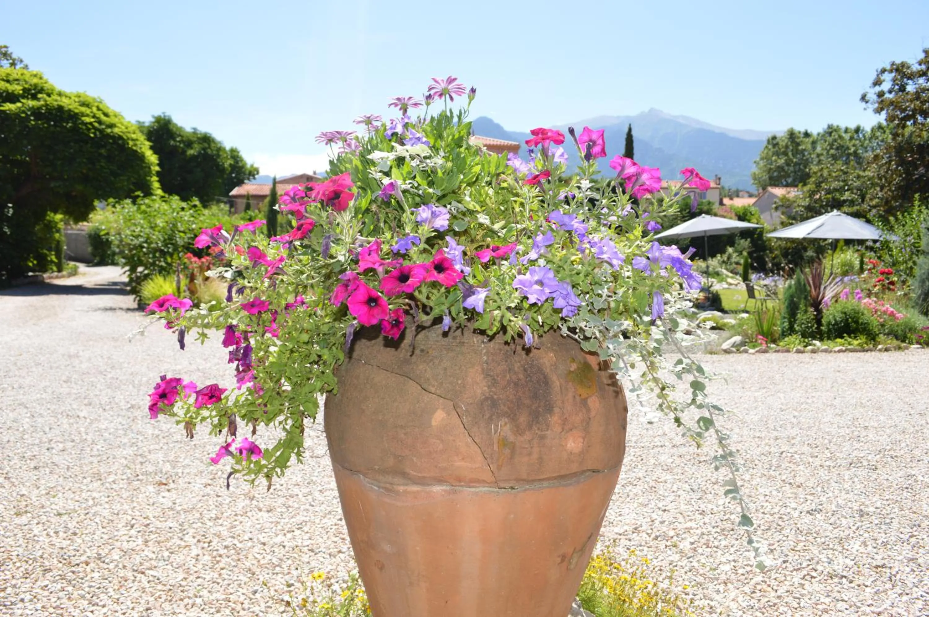 Garden in Villa Lafabregue