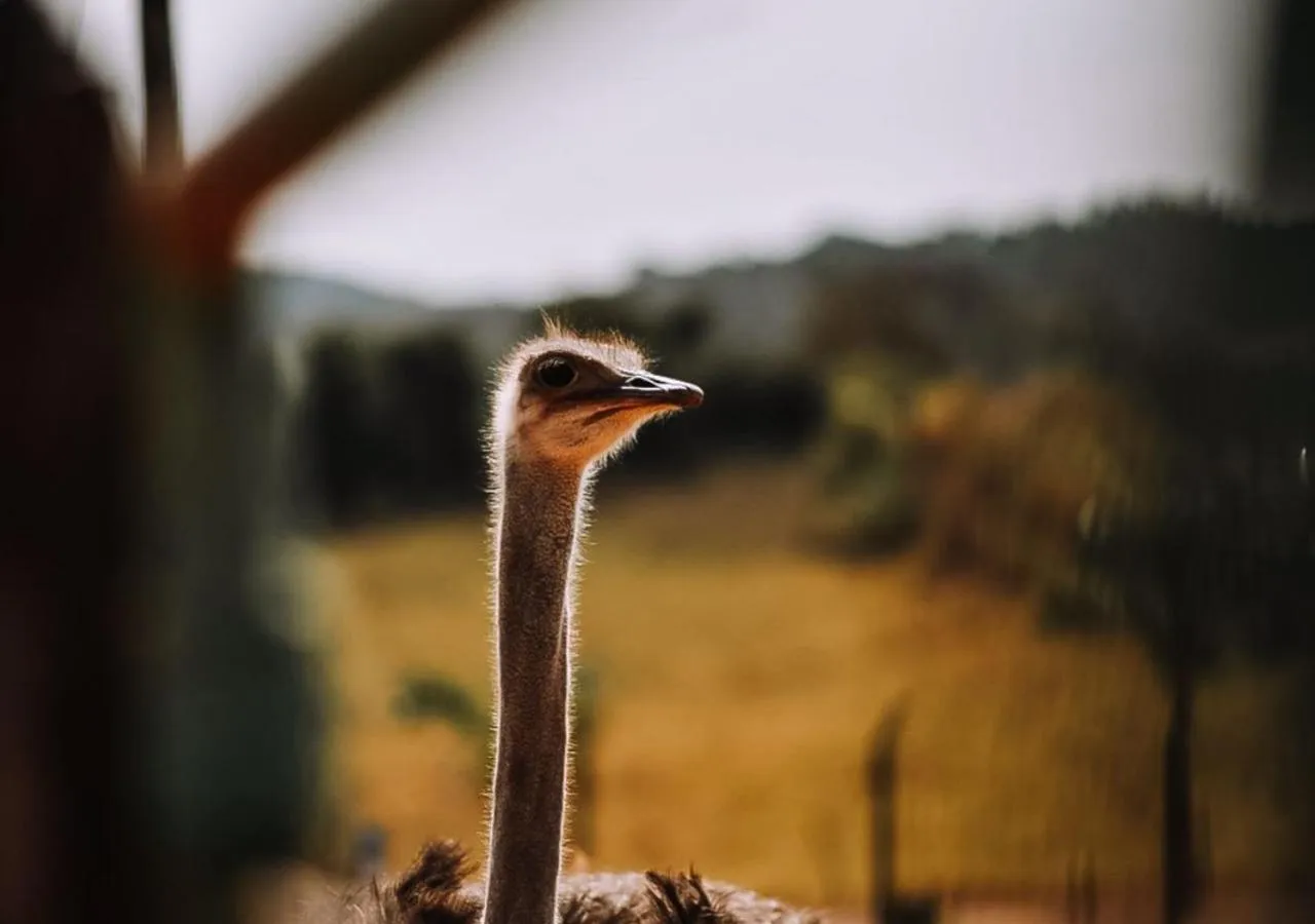 Animals in Hotel Chalé Capitólio