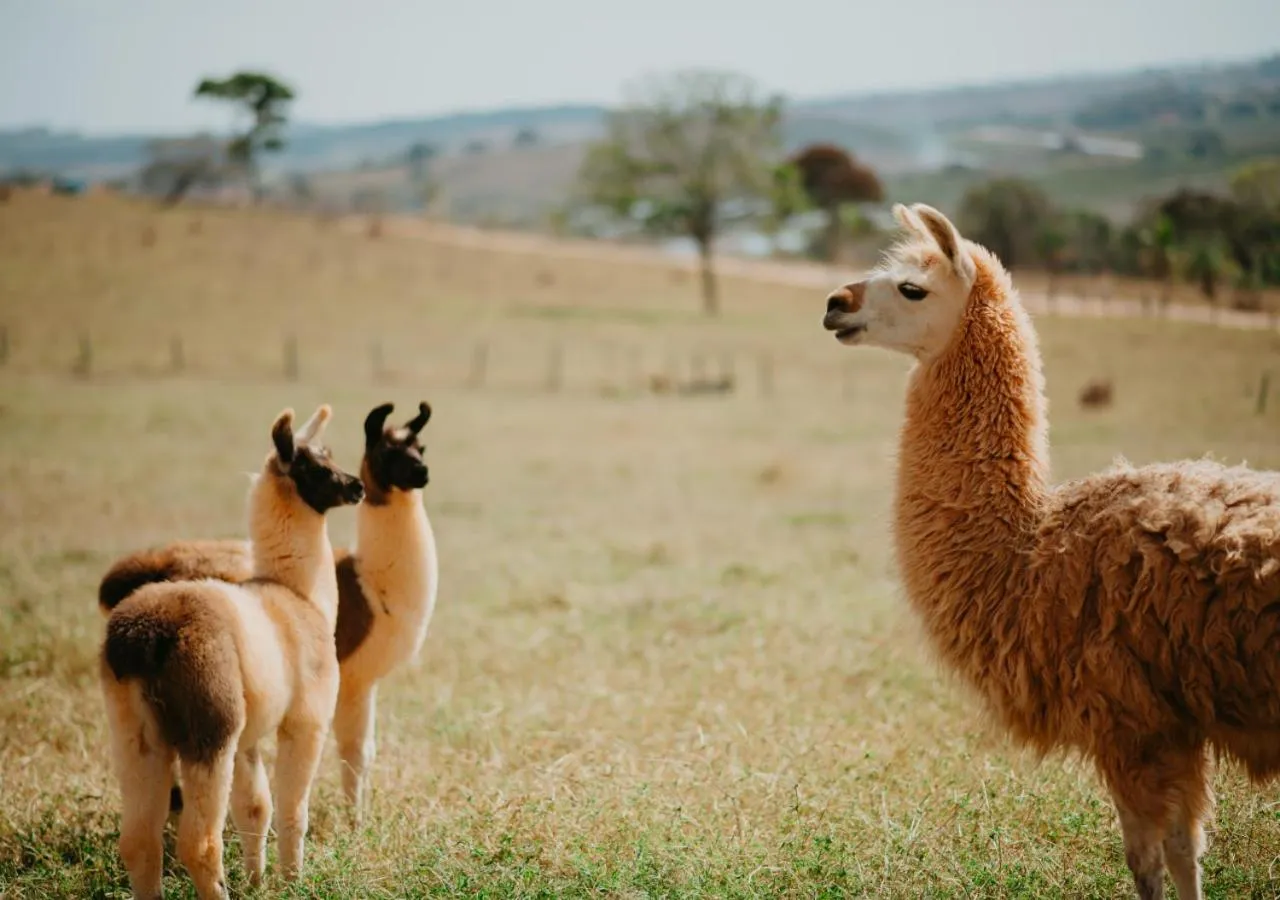 Animals in Hotel Chalé Capitólio