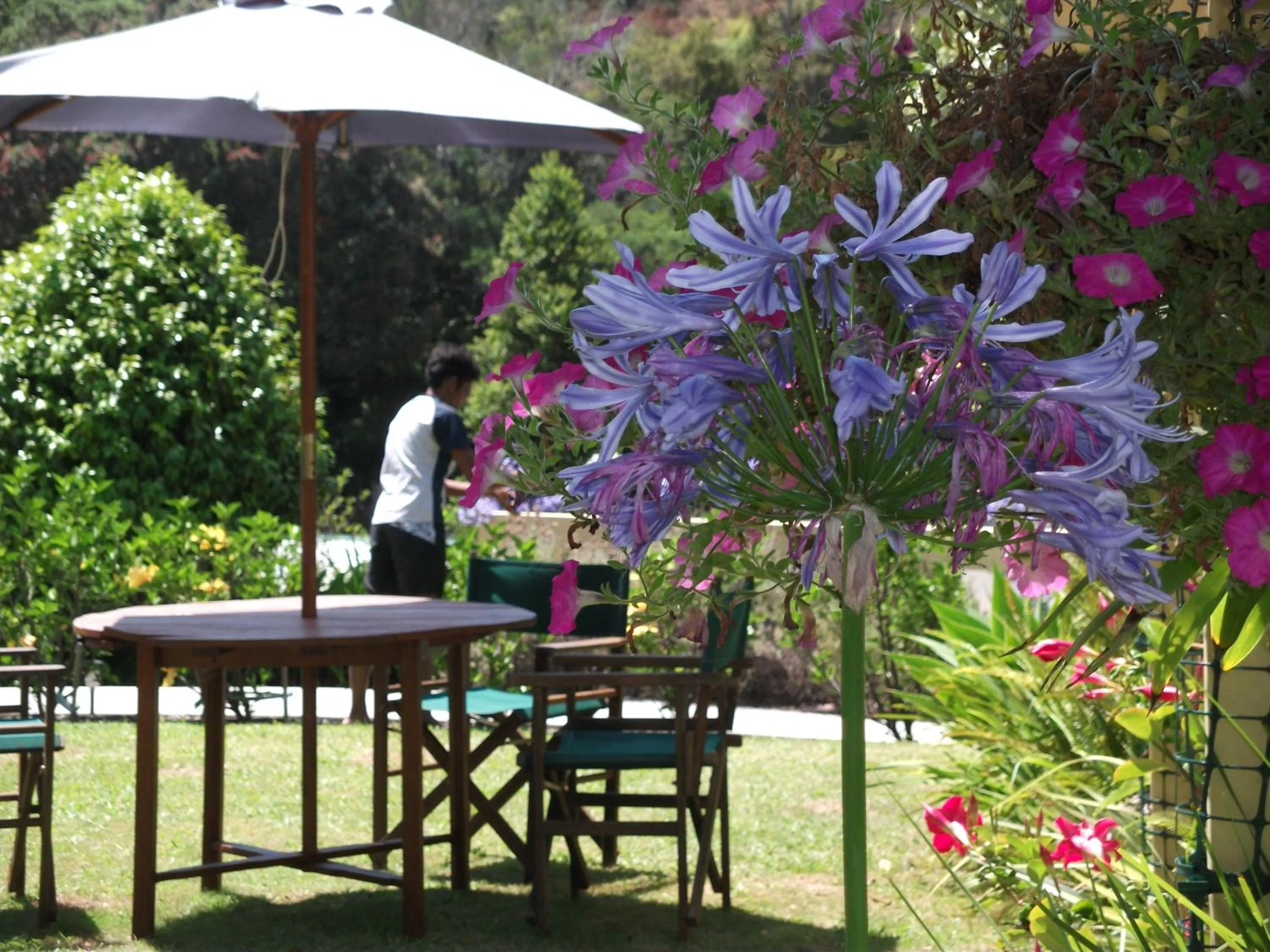Garden in Tatahi Cove Back Packer