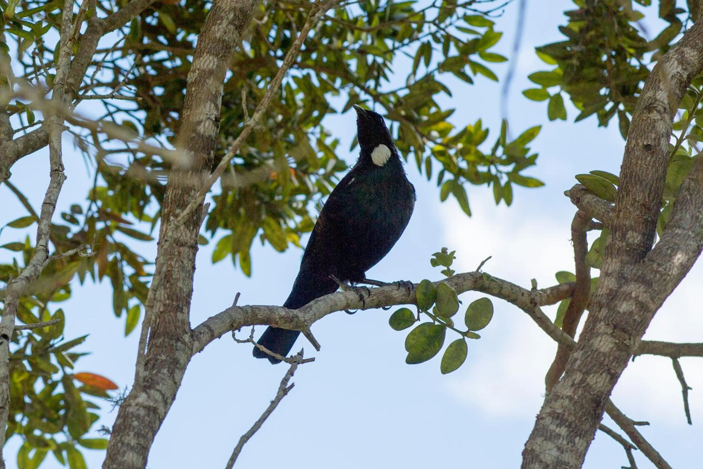 Animals in Tatahi Cove Back Packer