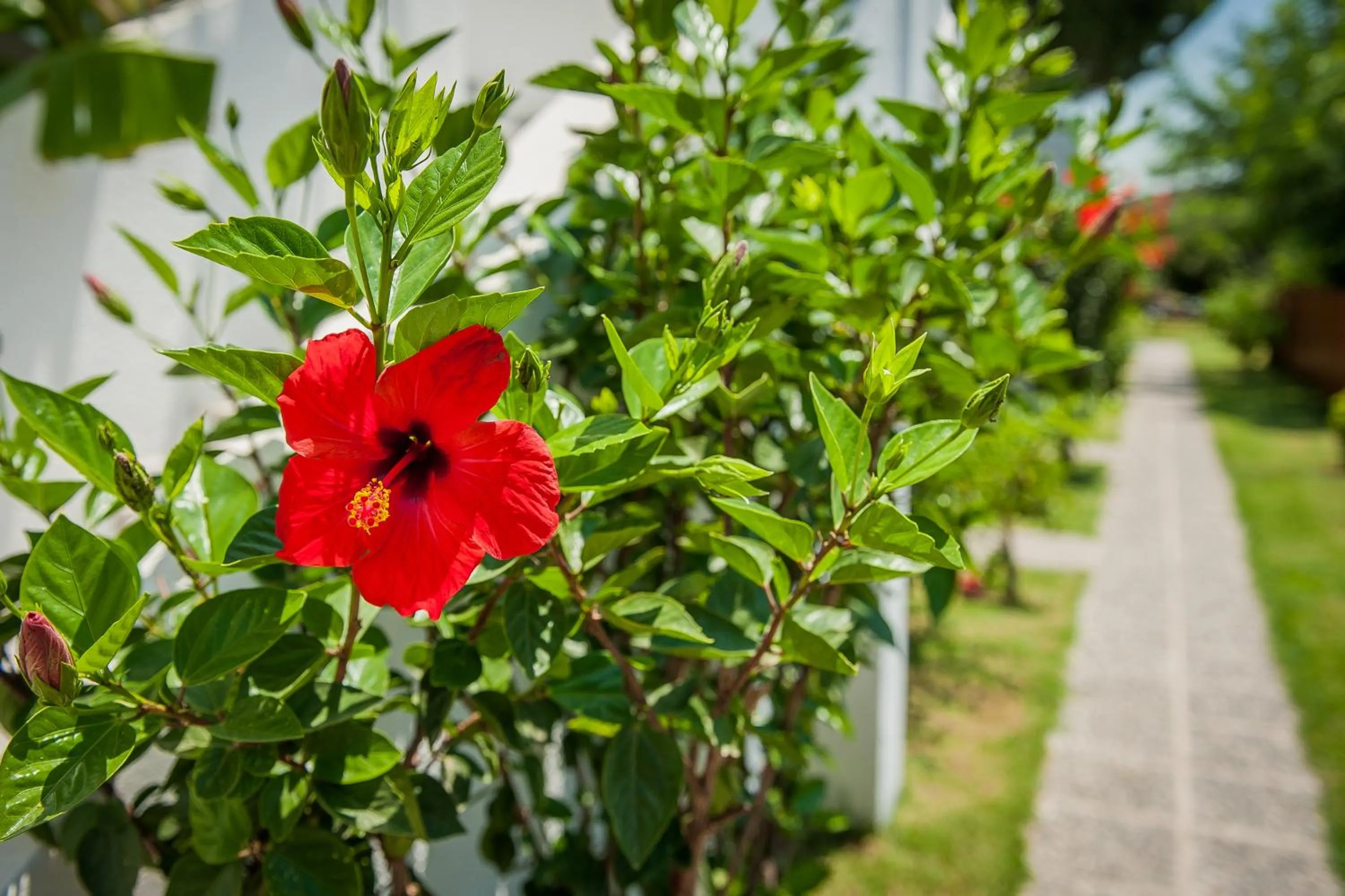 Spring in Ilios and Irene