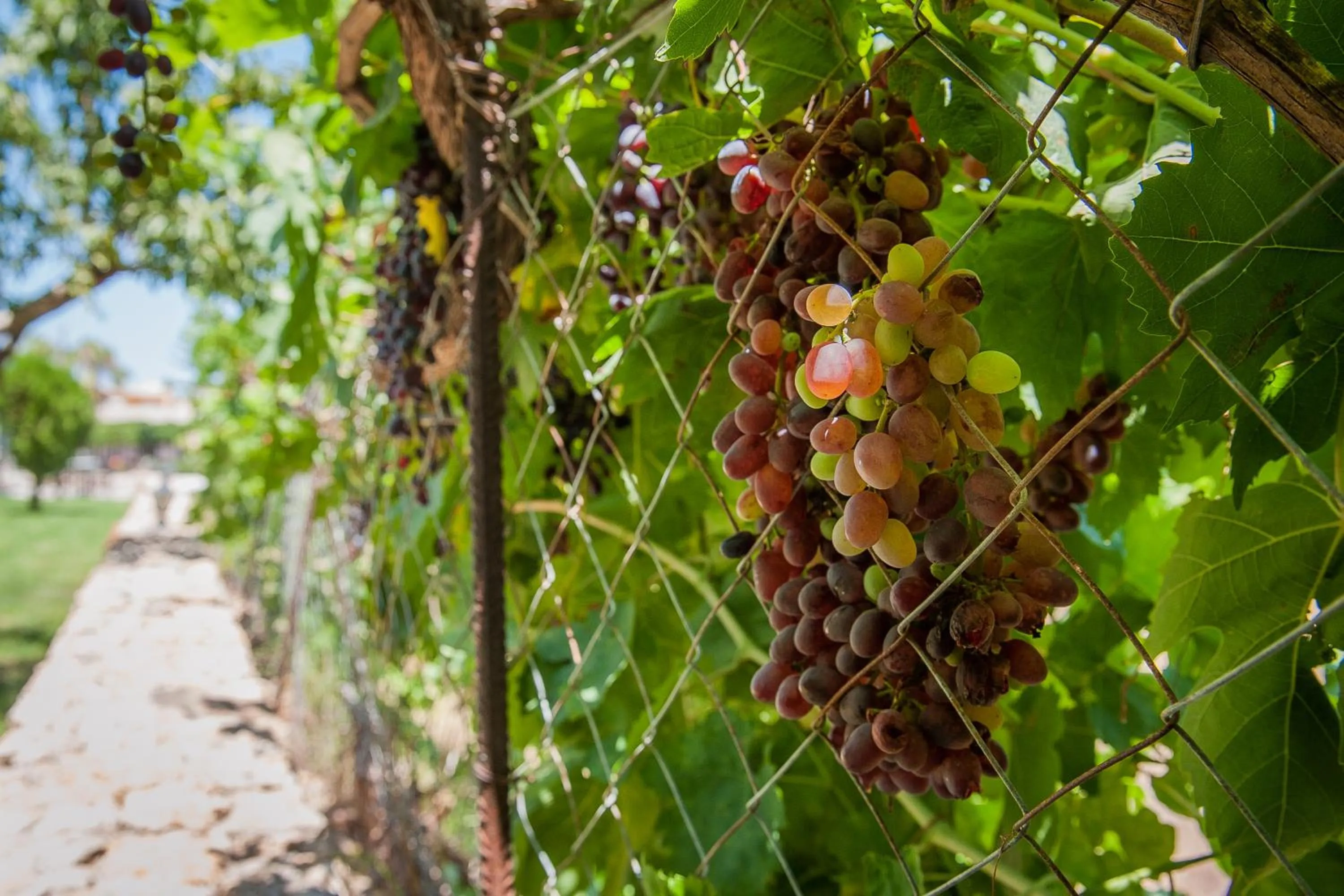 Food in Ilios and Irene