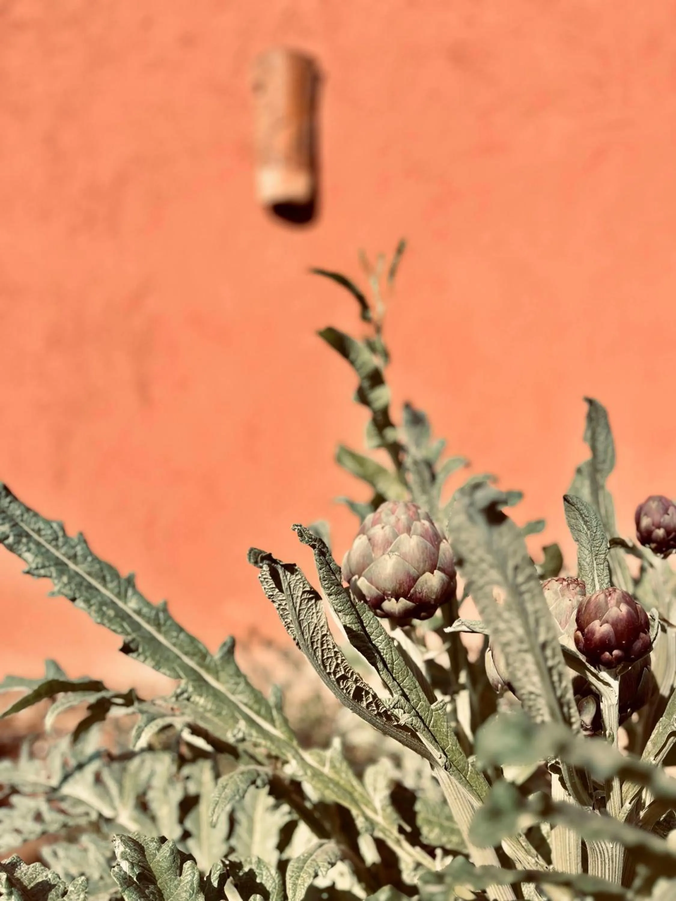 Day in Toile Blanche