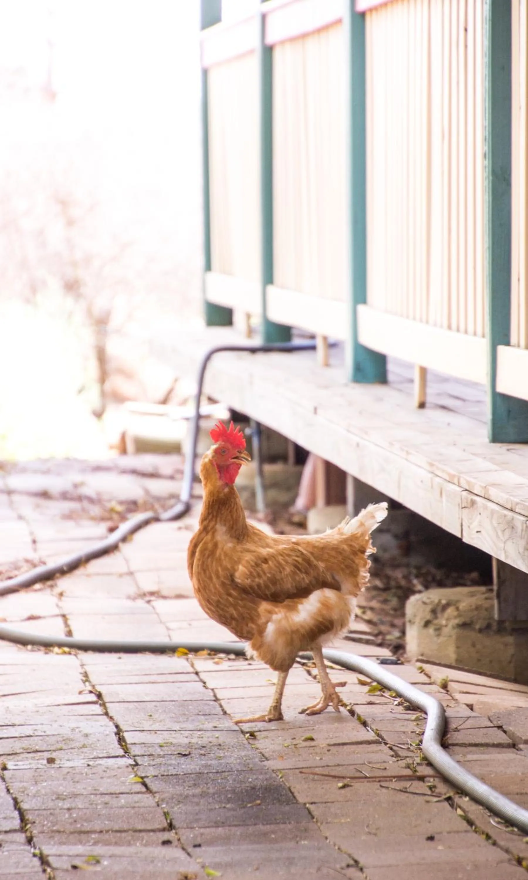 Outback Adventures Backpackers