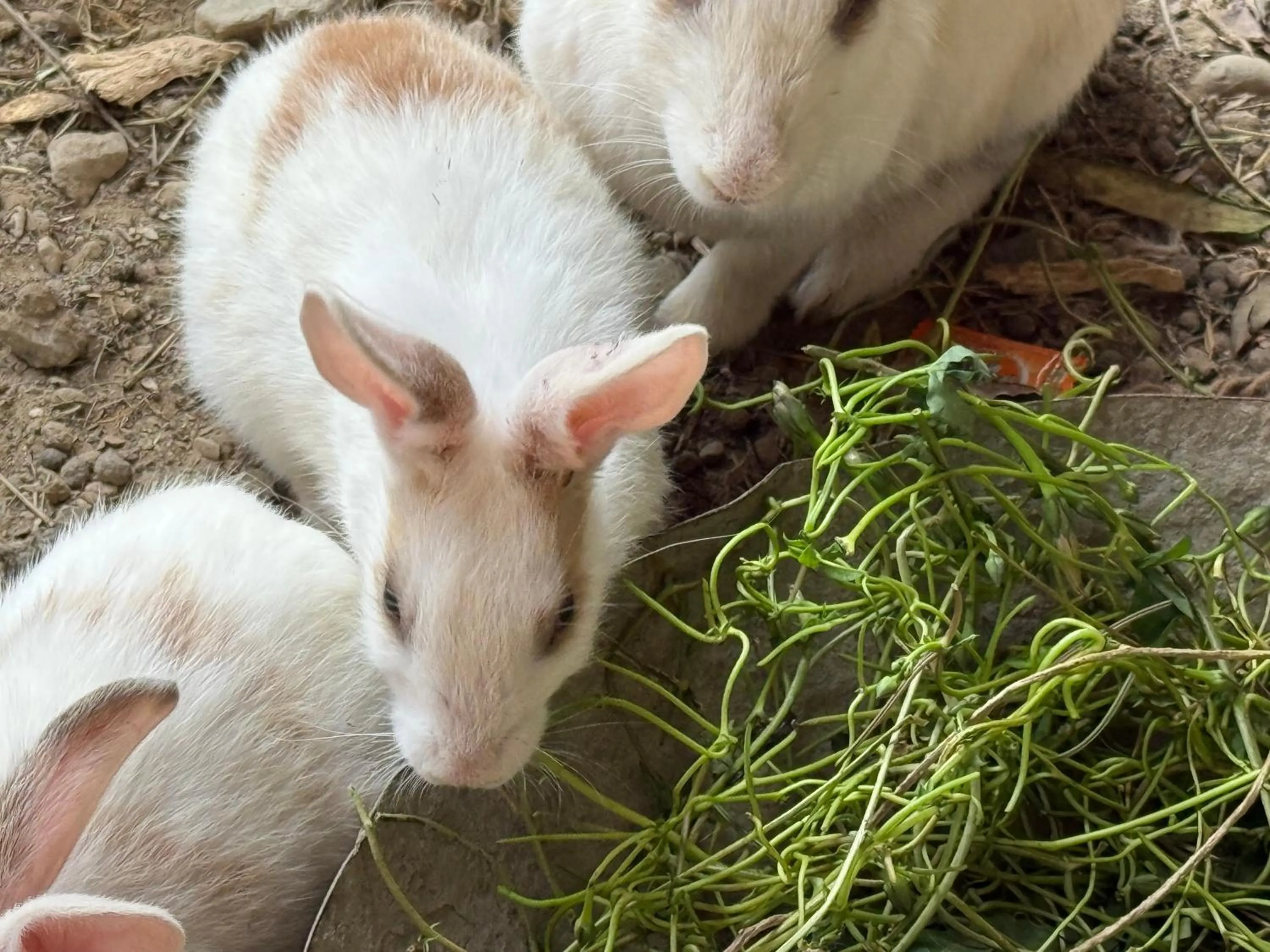 Animals in ECKO Kasang Regency Hill Resort