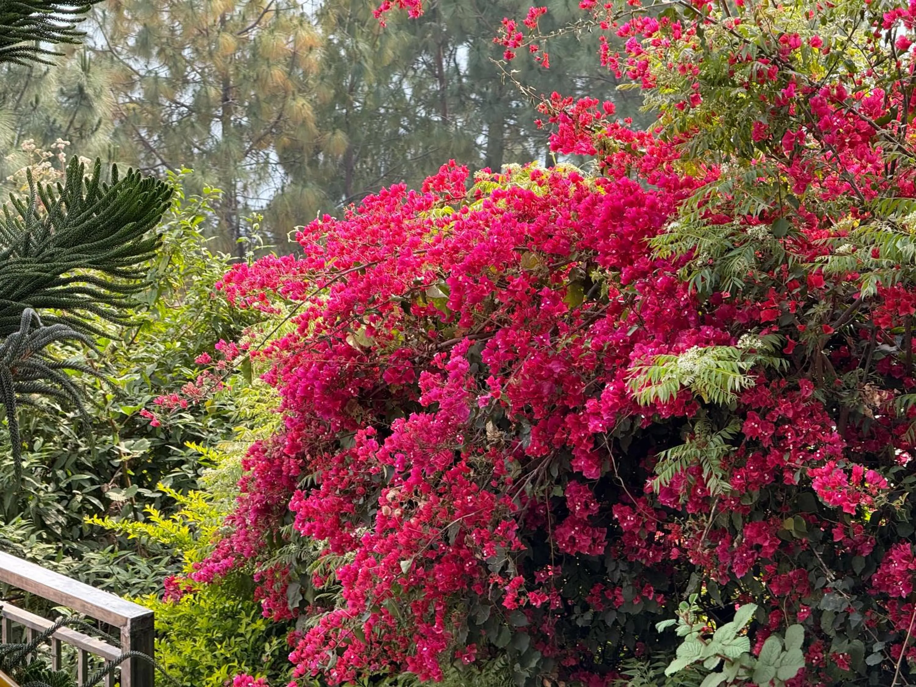 Garden in ECKO Kasang Regency Hill Resort