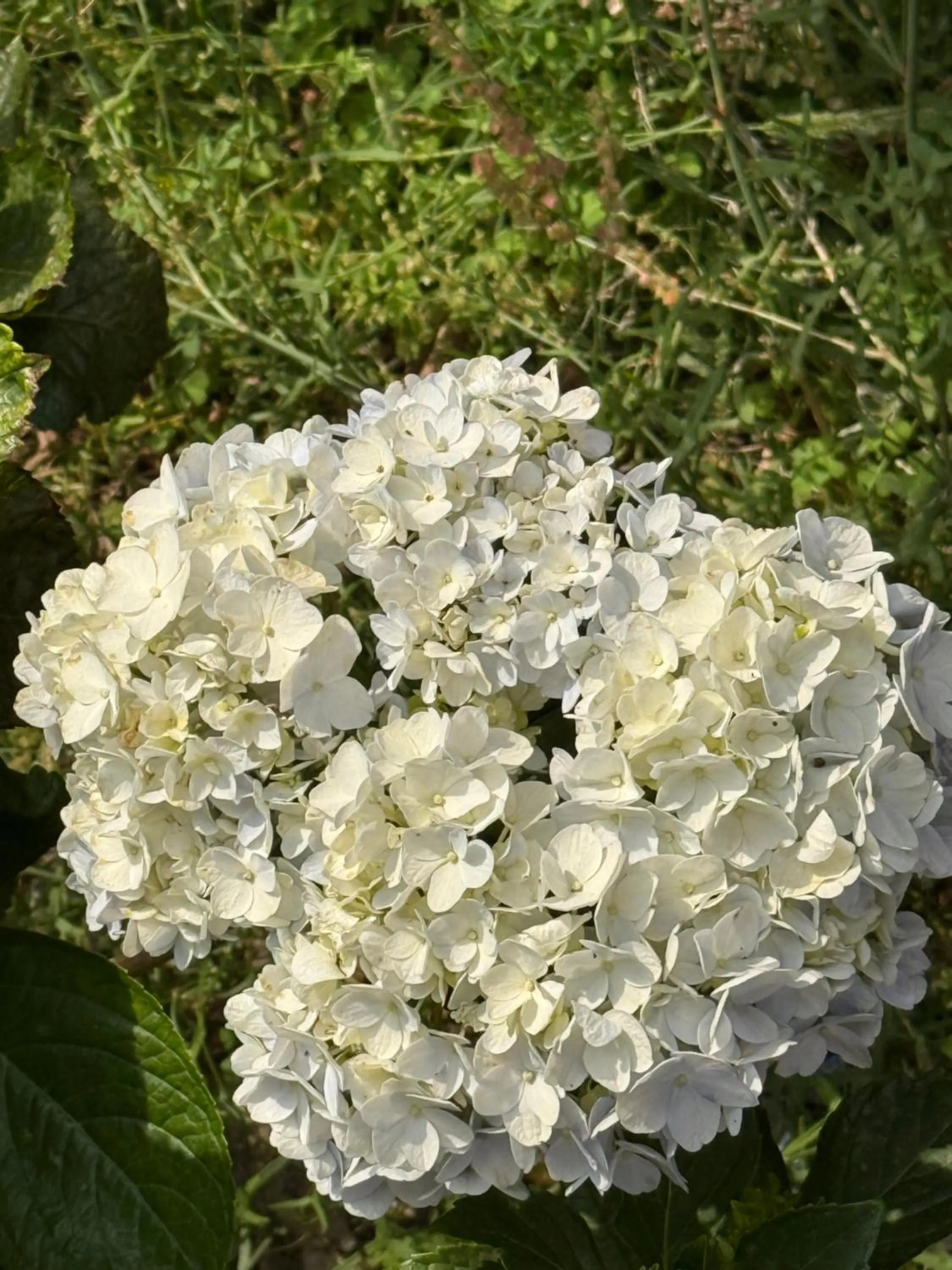 Garden in ECKO Kasang Regency Hill Resort