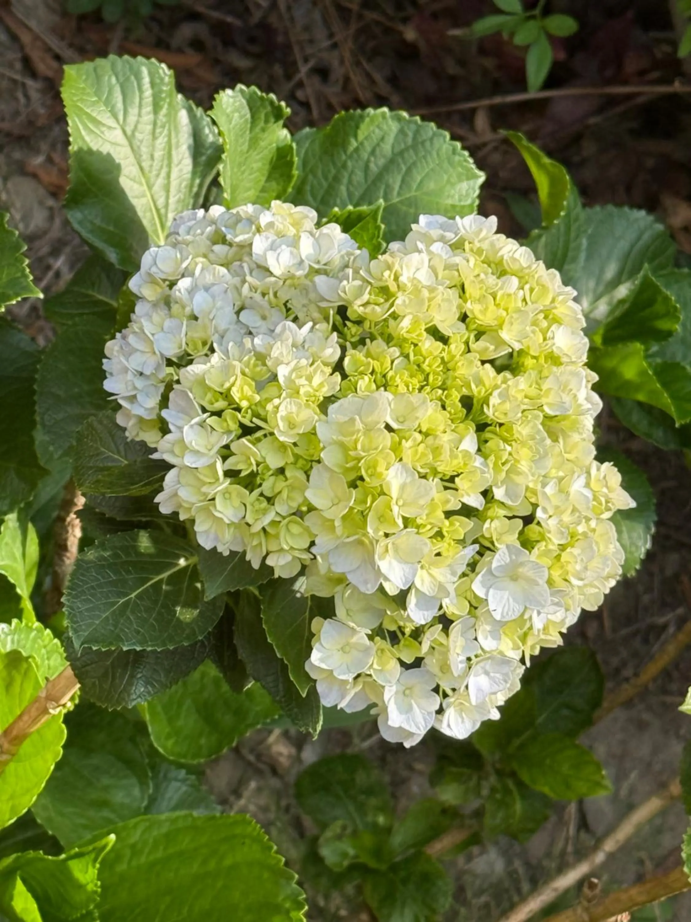 Day in ECKO Kasang Regency Hill Resort