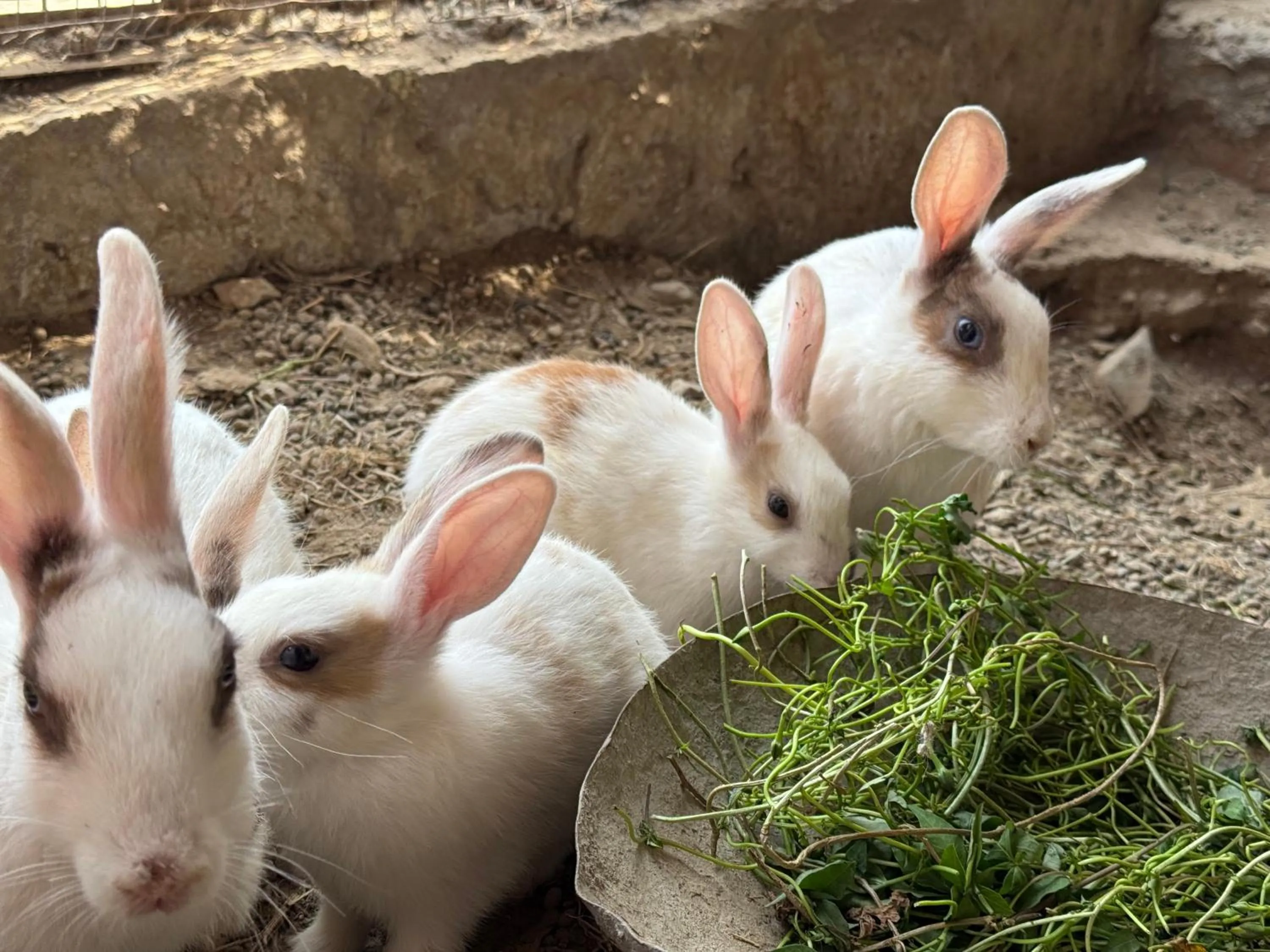 Animals in ECKO Kasang Regency Hill Resort