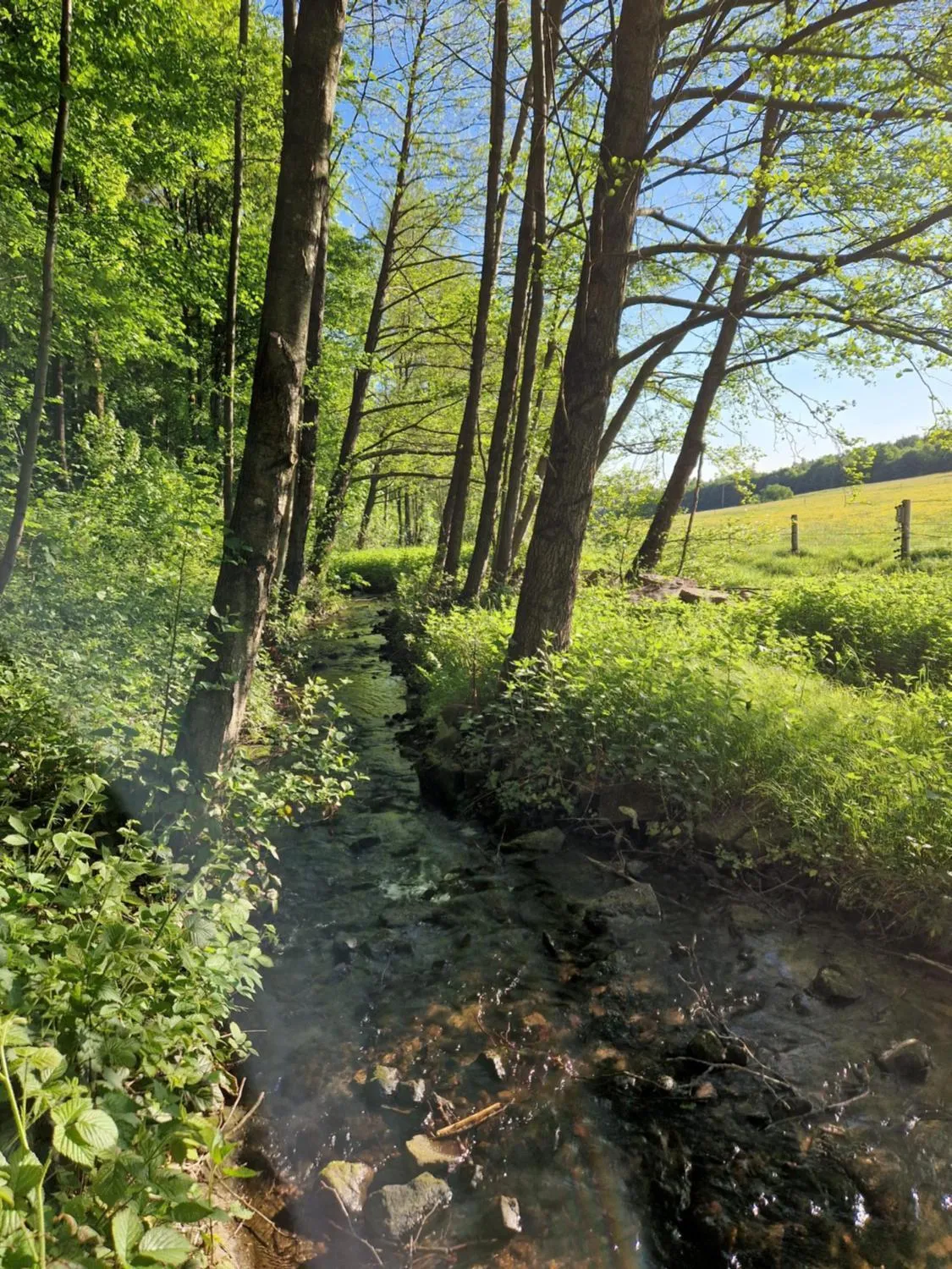 Spring in Hotel Platzhirsch