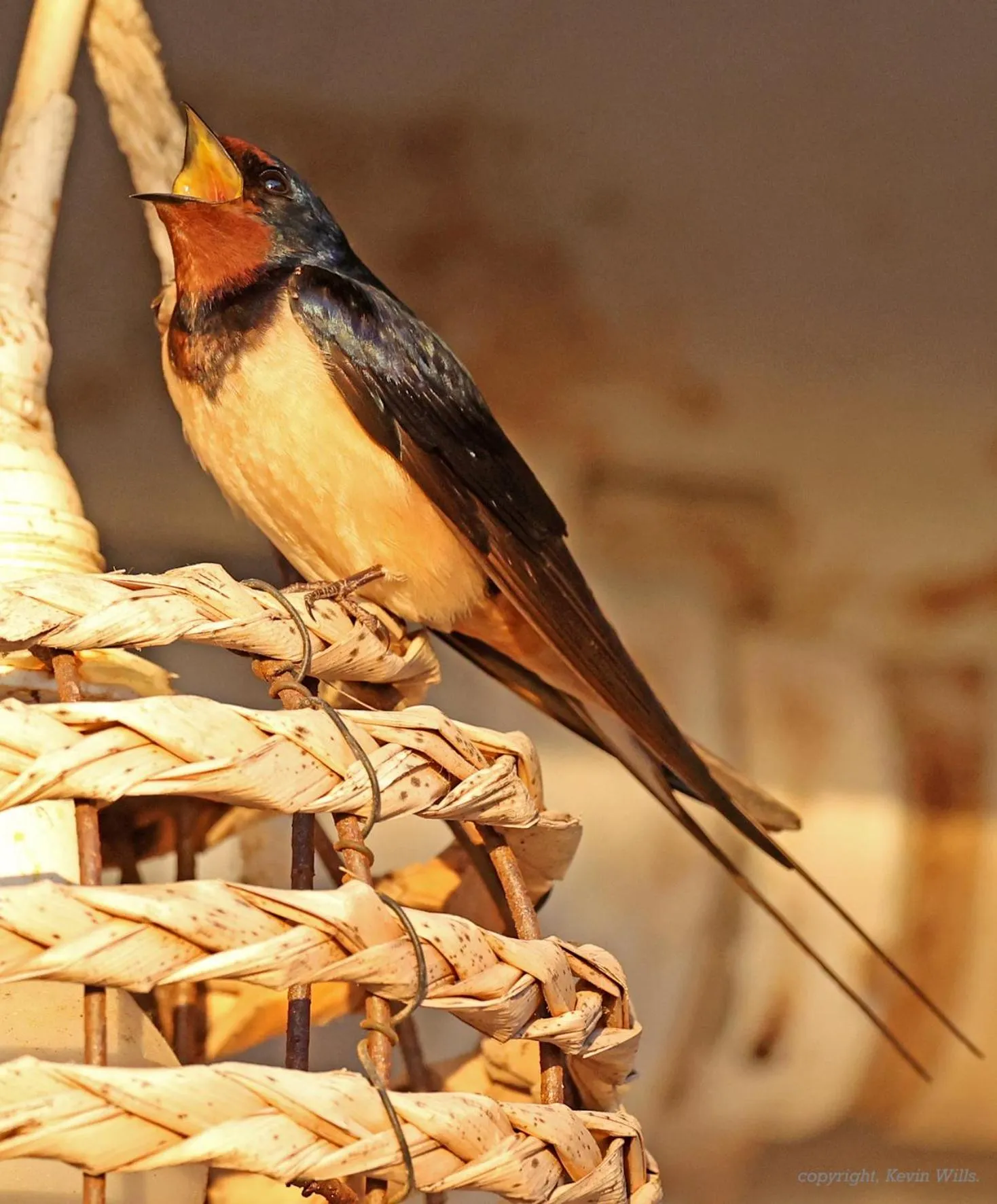 Animals in Panorama Hotel - Restaurant