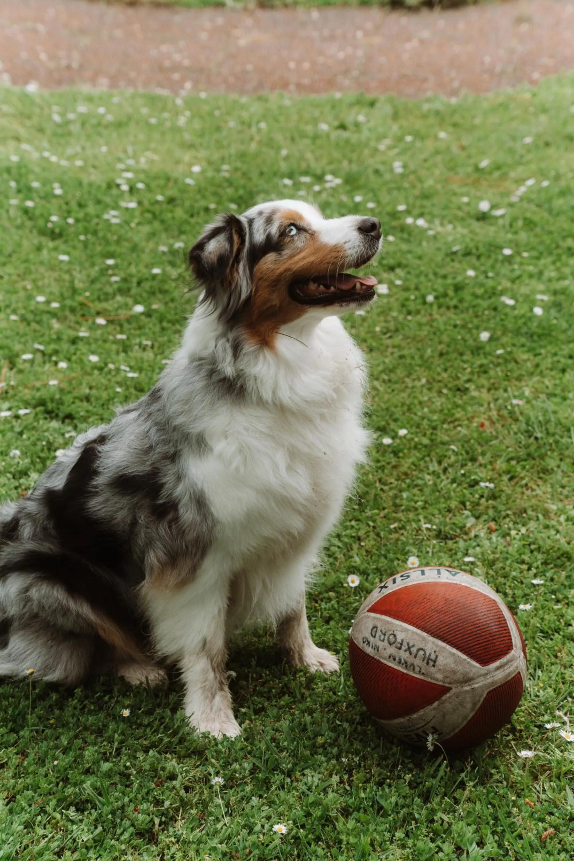 Pets in Hôtel Les Fougères - Hossegor