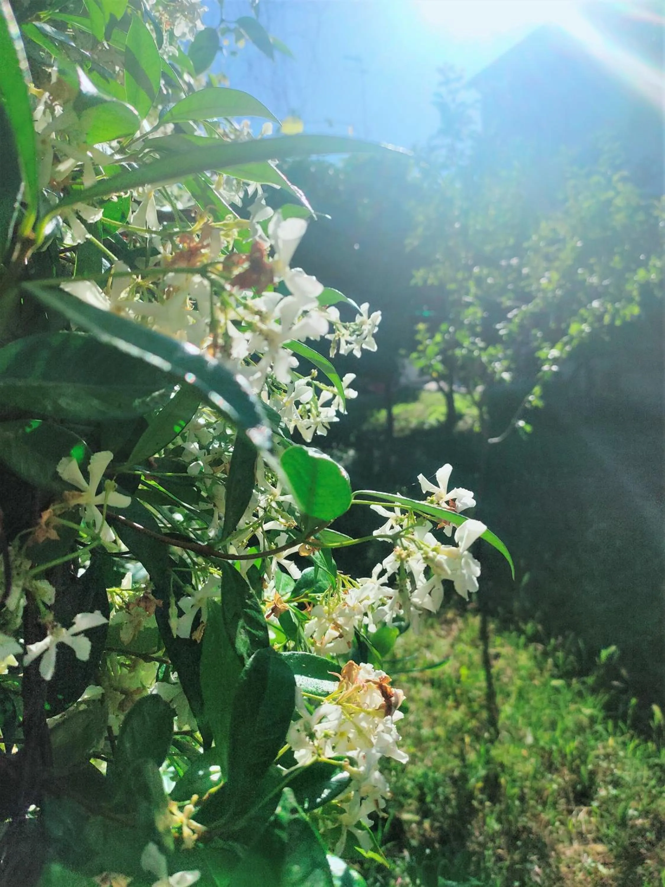 Garden in Il Gelso di Sofia B&B