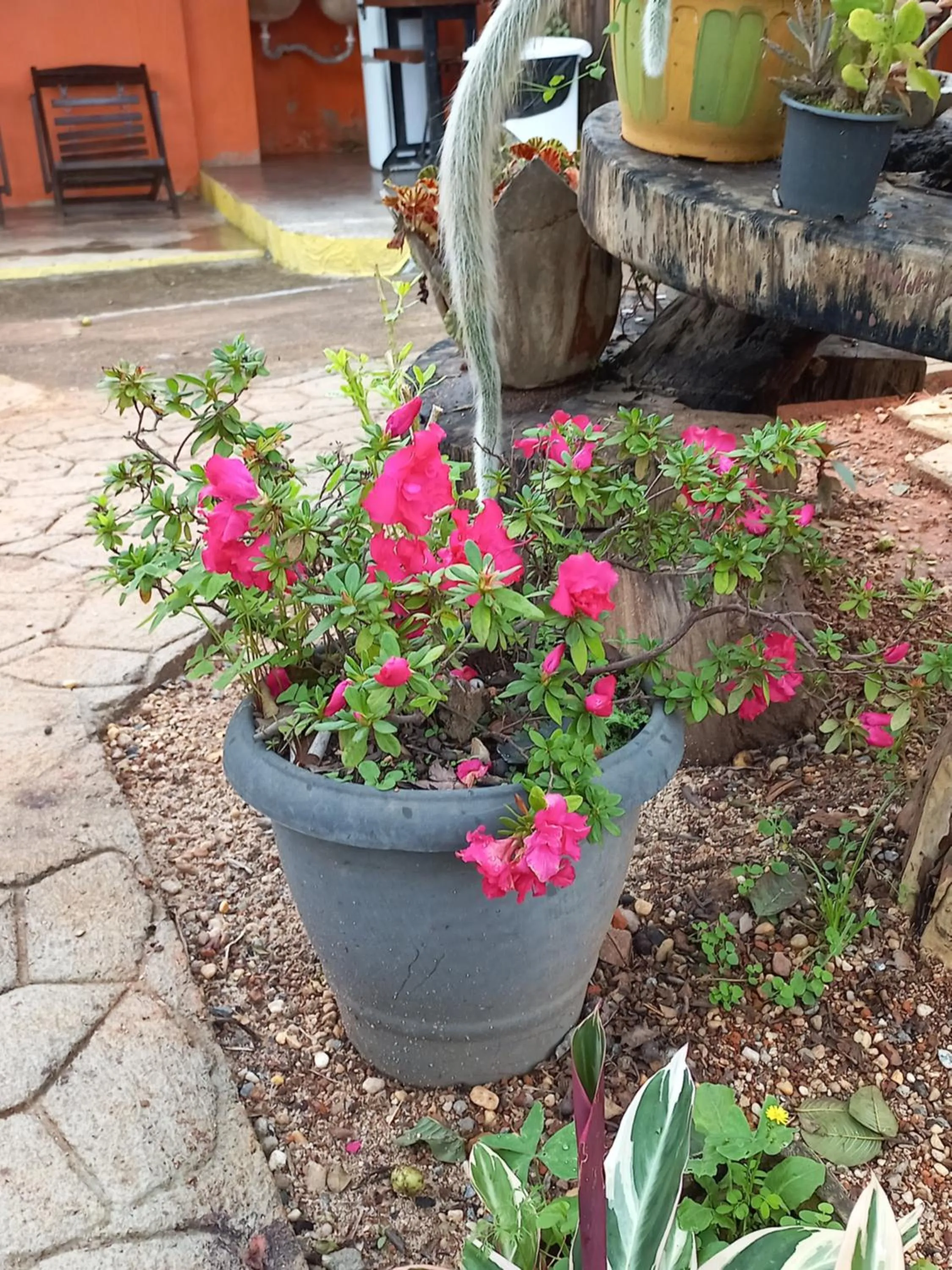 Garden in Pousada Veadeiros - Alto Paraiso de Goiás
