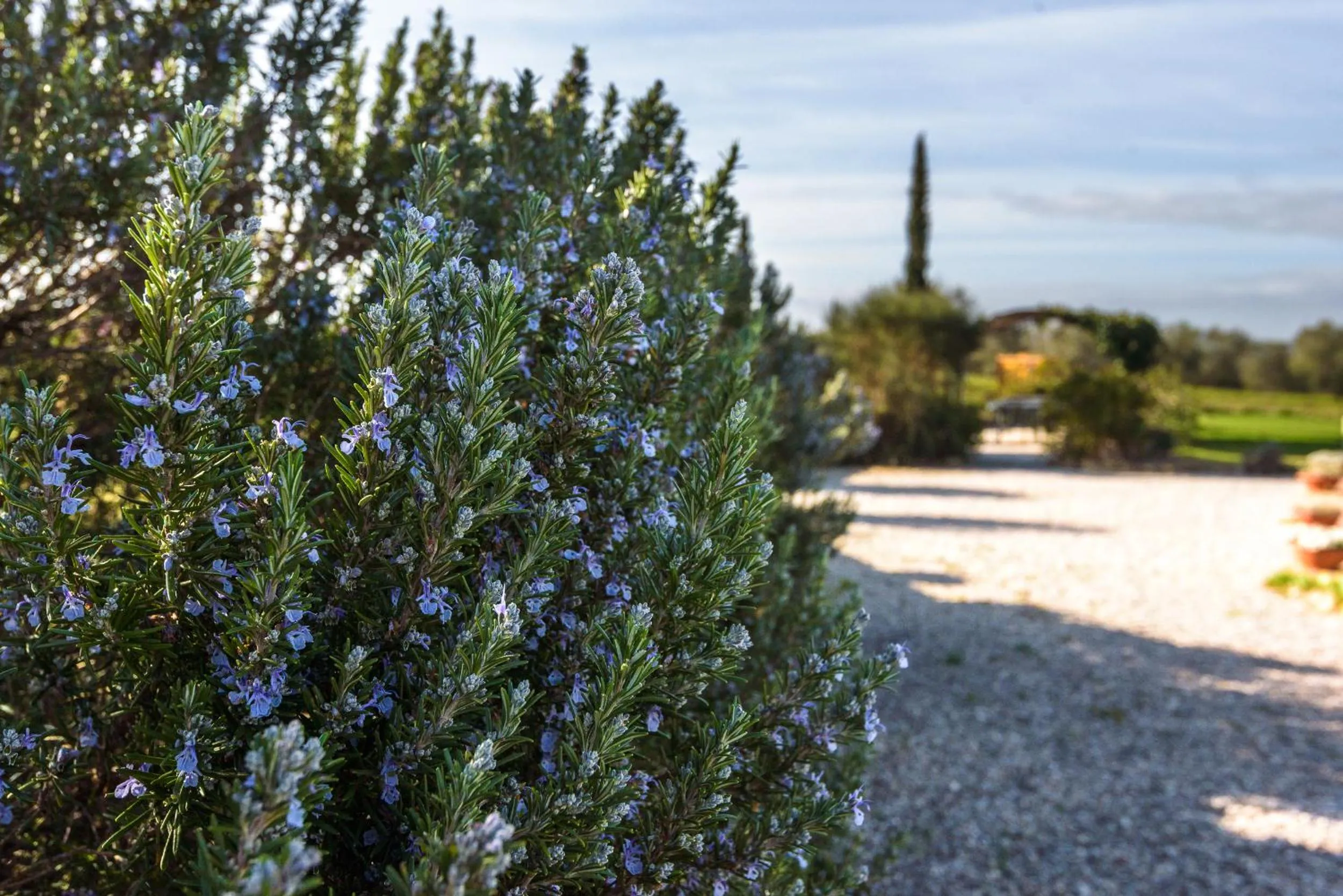 Natural landscape in Agriturismo Il Macchione