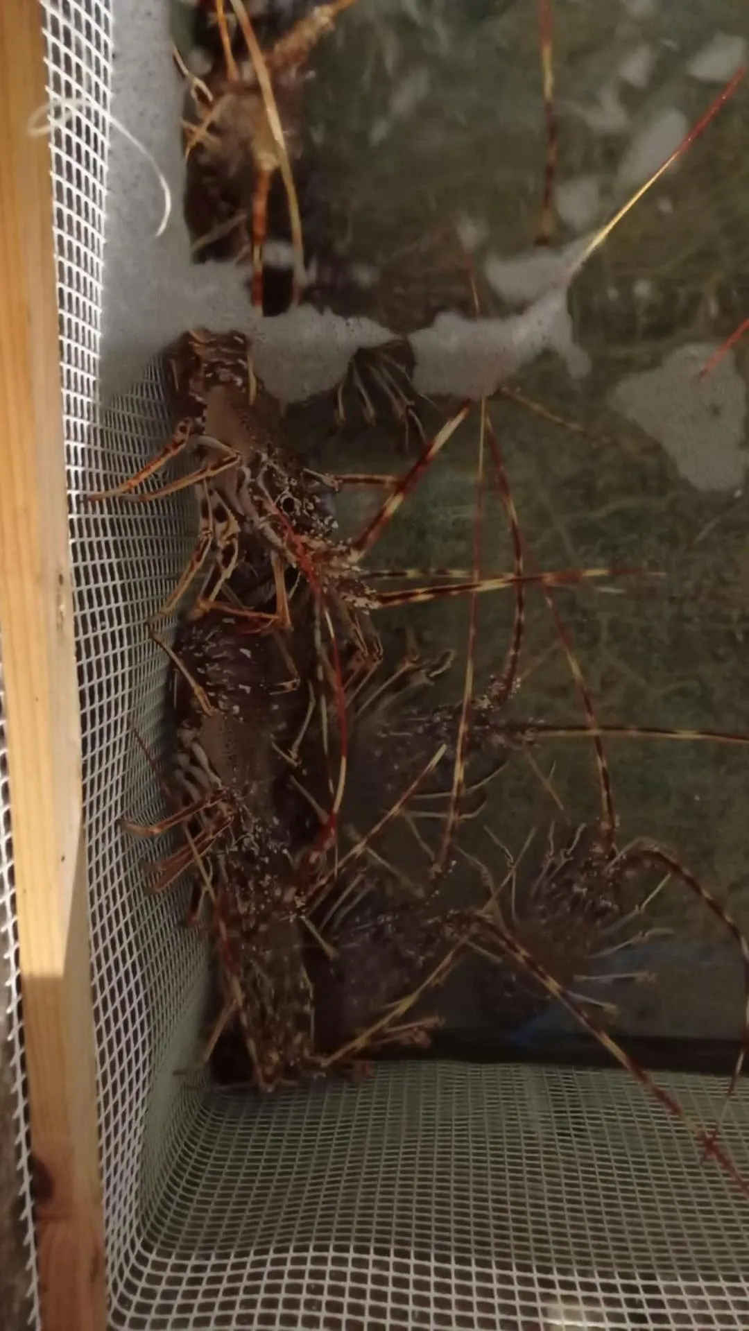 Restaurant/places to eat in Hostal S'Algaret