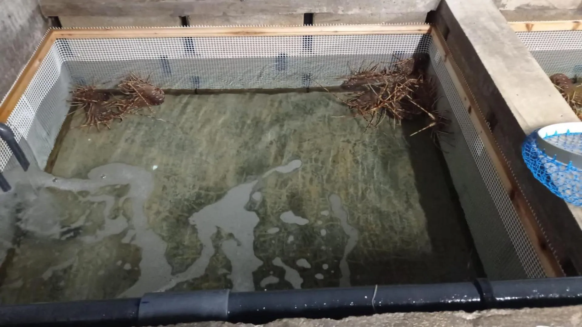 Restaurant/places to eat in Hostal S'Algaret