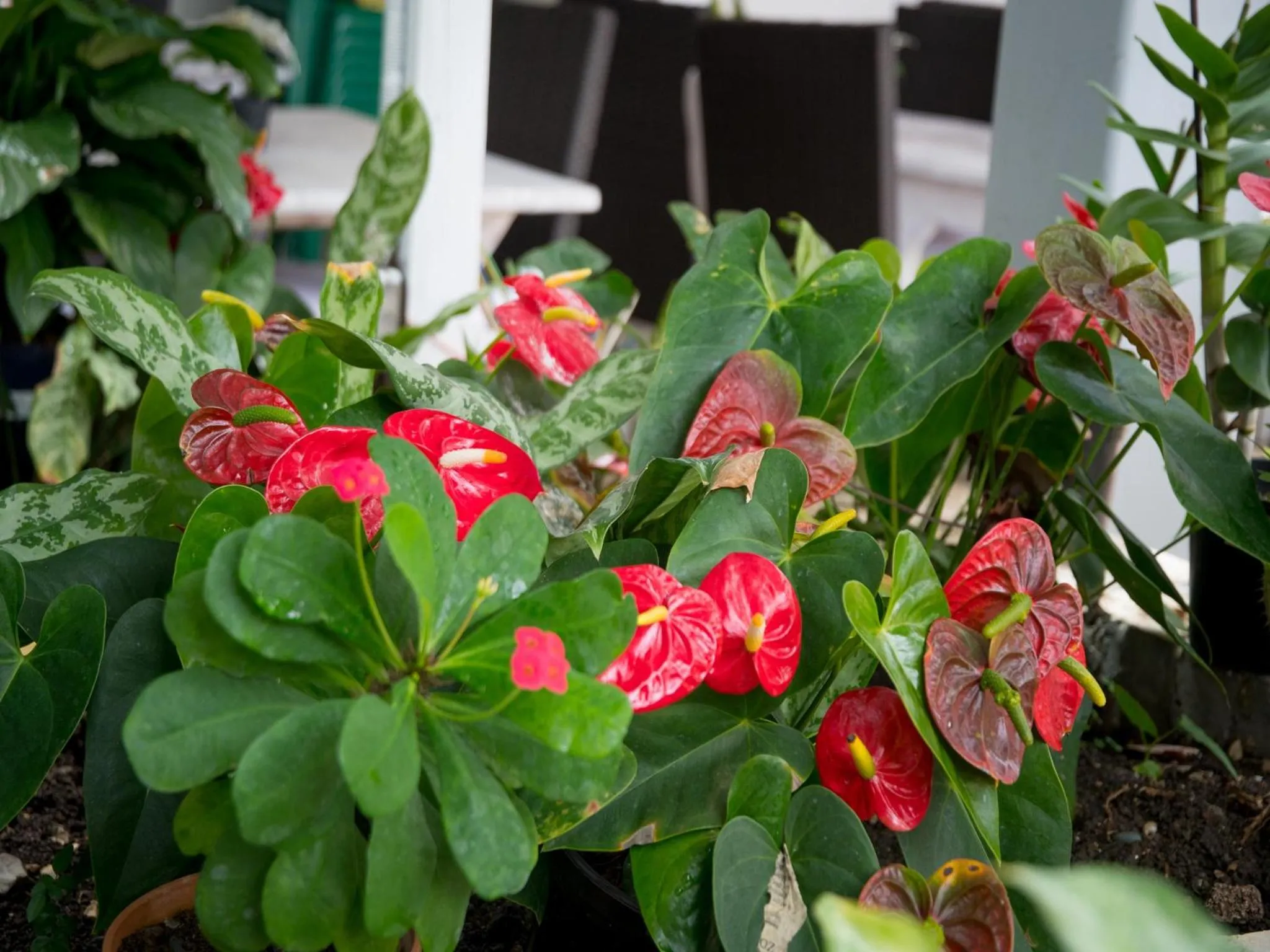 Garden in Hotel Neptuno Refugio