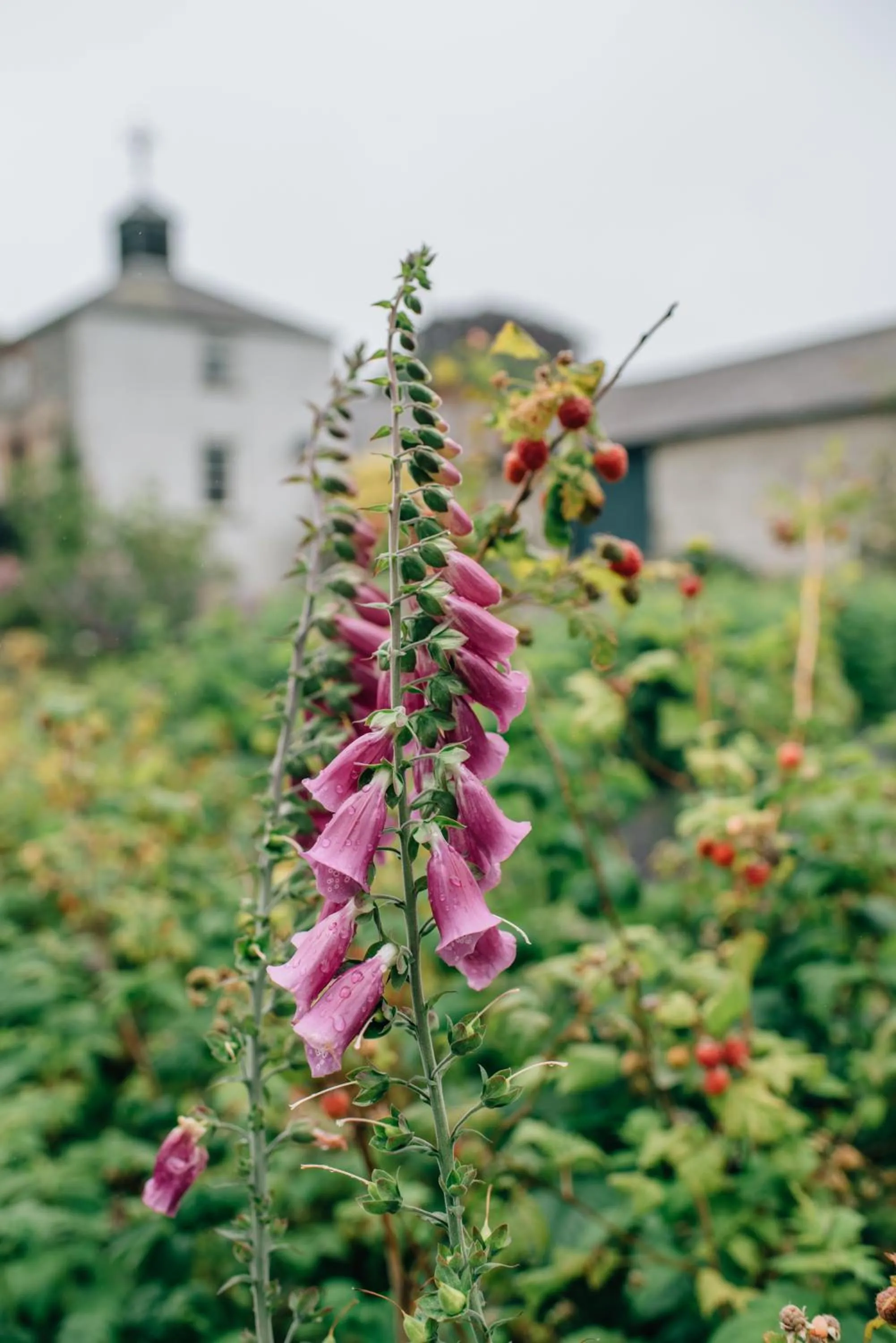 Garden in Ballydugan Country House