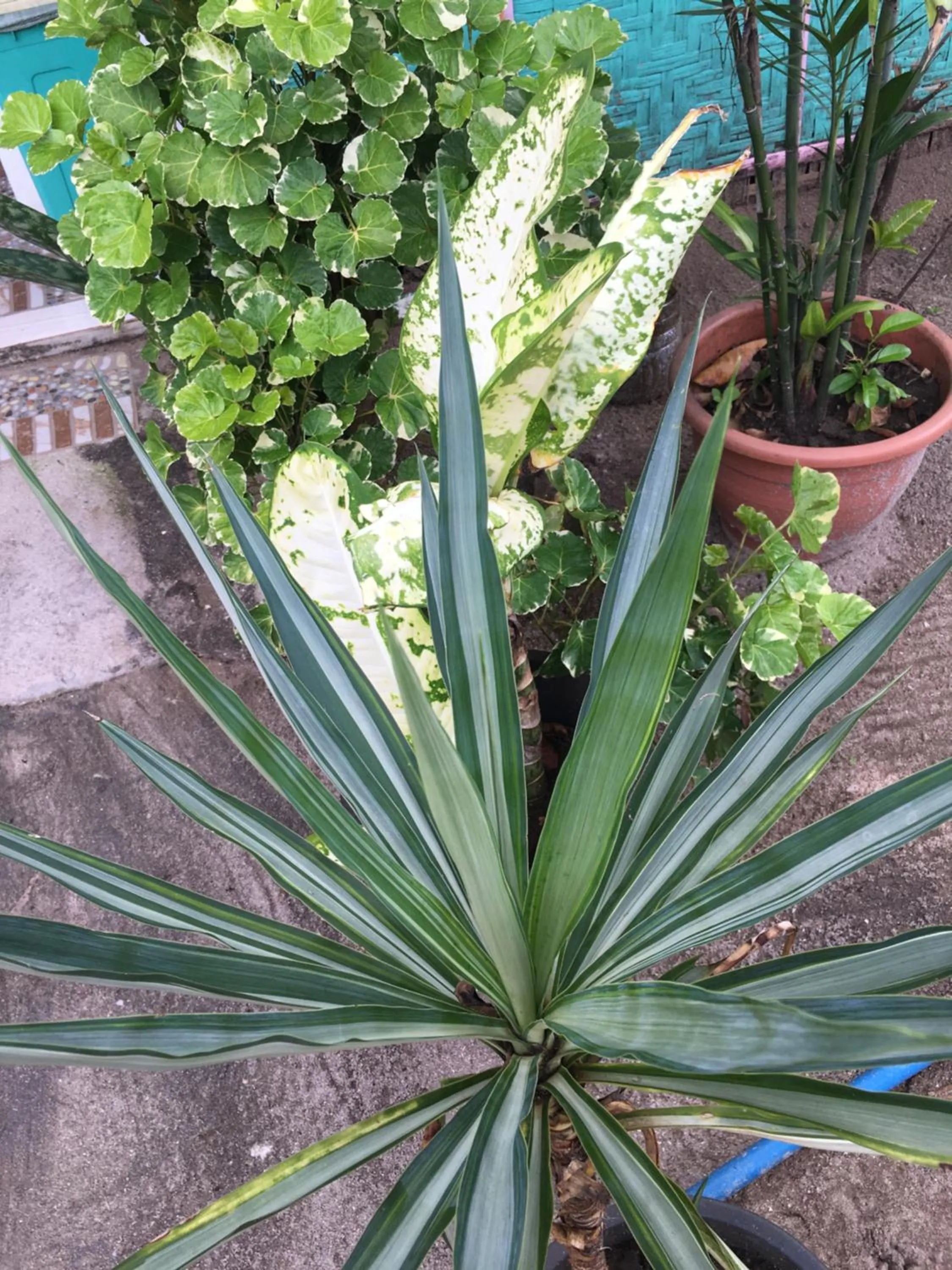 Garden in Mabuhay Thresher Dive Resort