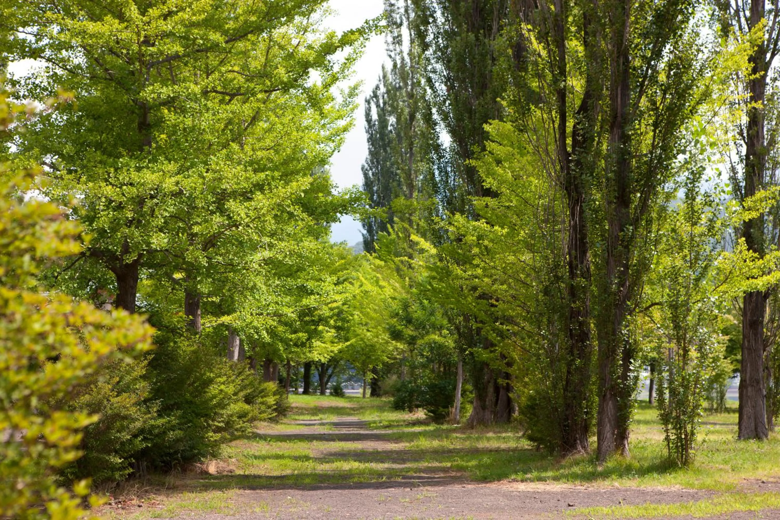 Natural landscape in Royal Hotel Kawaguchiko
