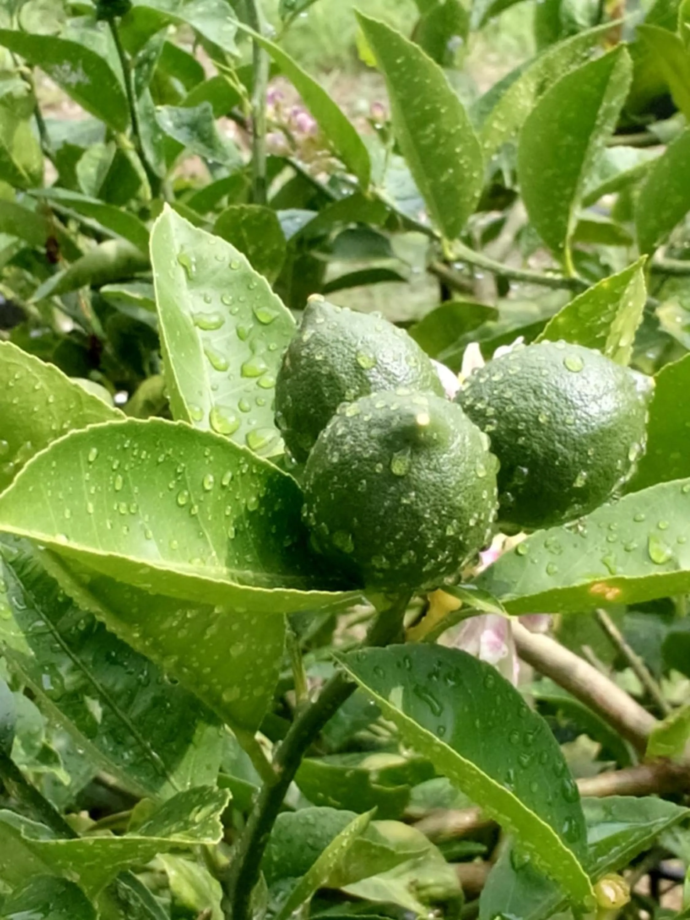 Garden in Sailor Apart Hotel