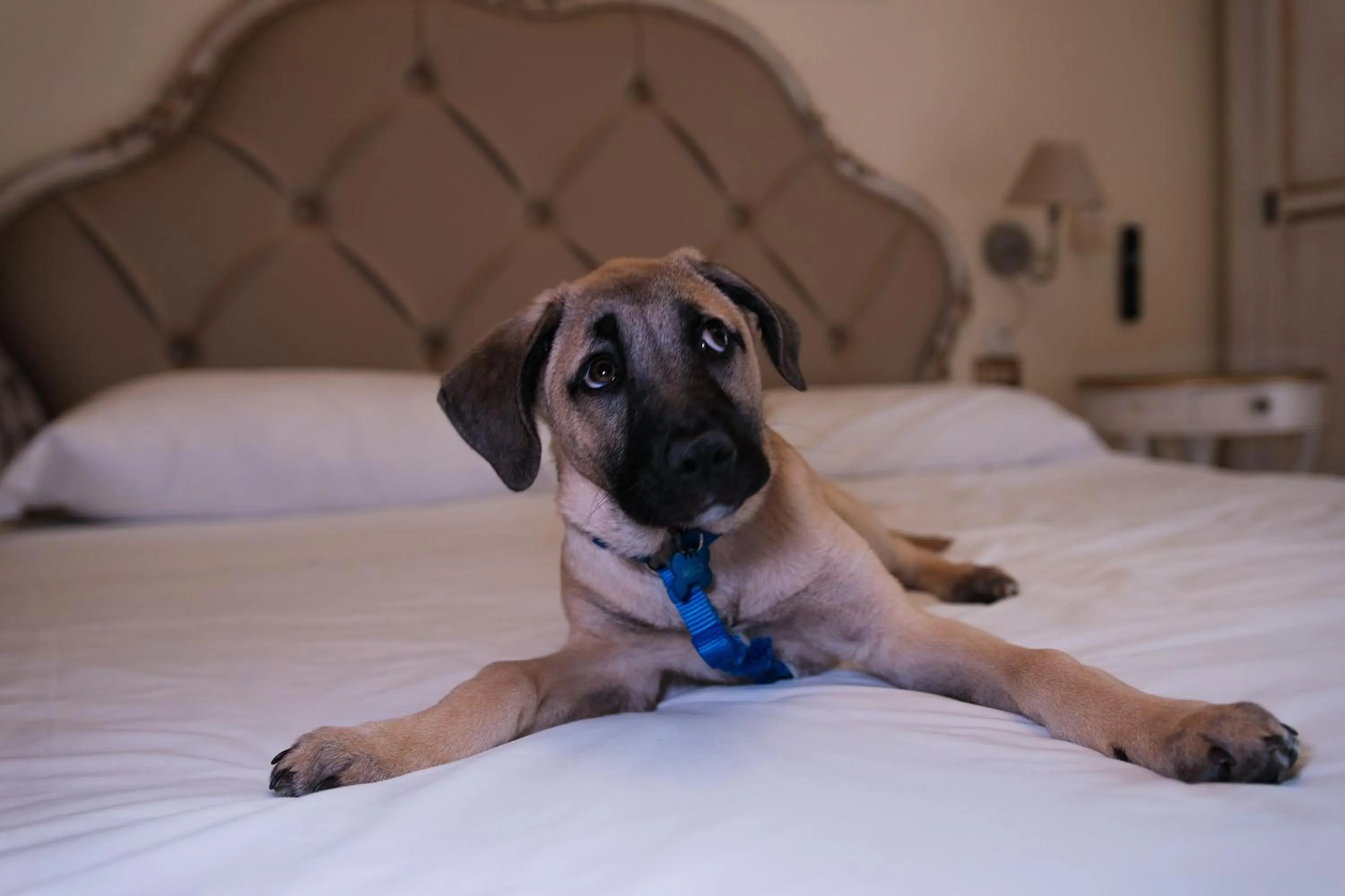 Pets in Hotel Tahiti