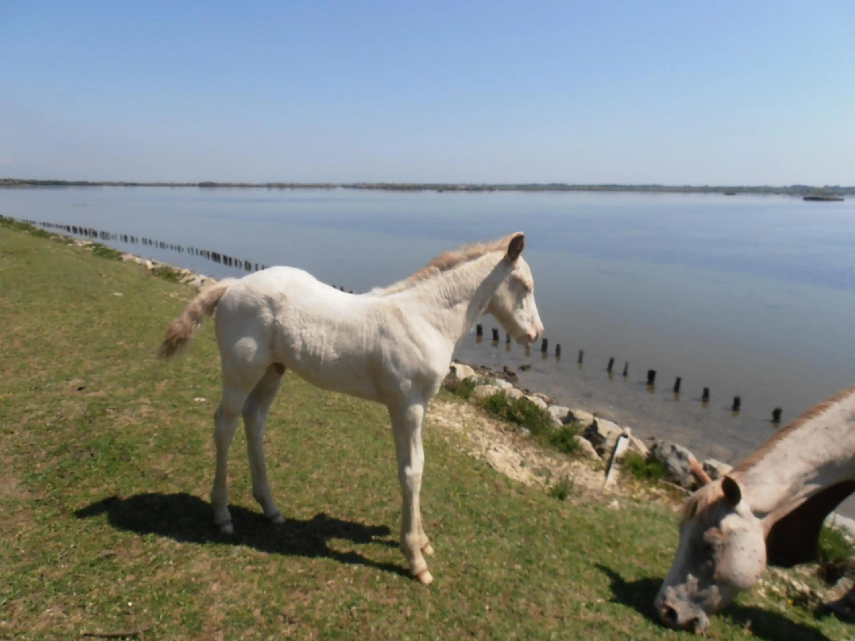 Other Animals in B&B Amici Miei