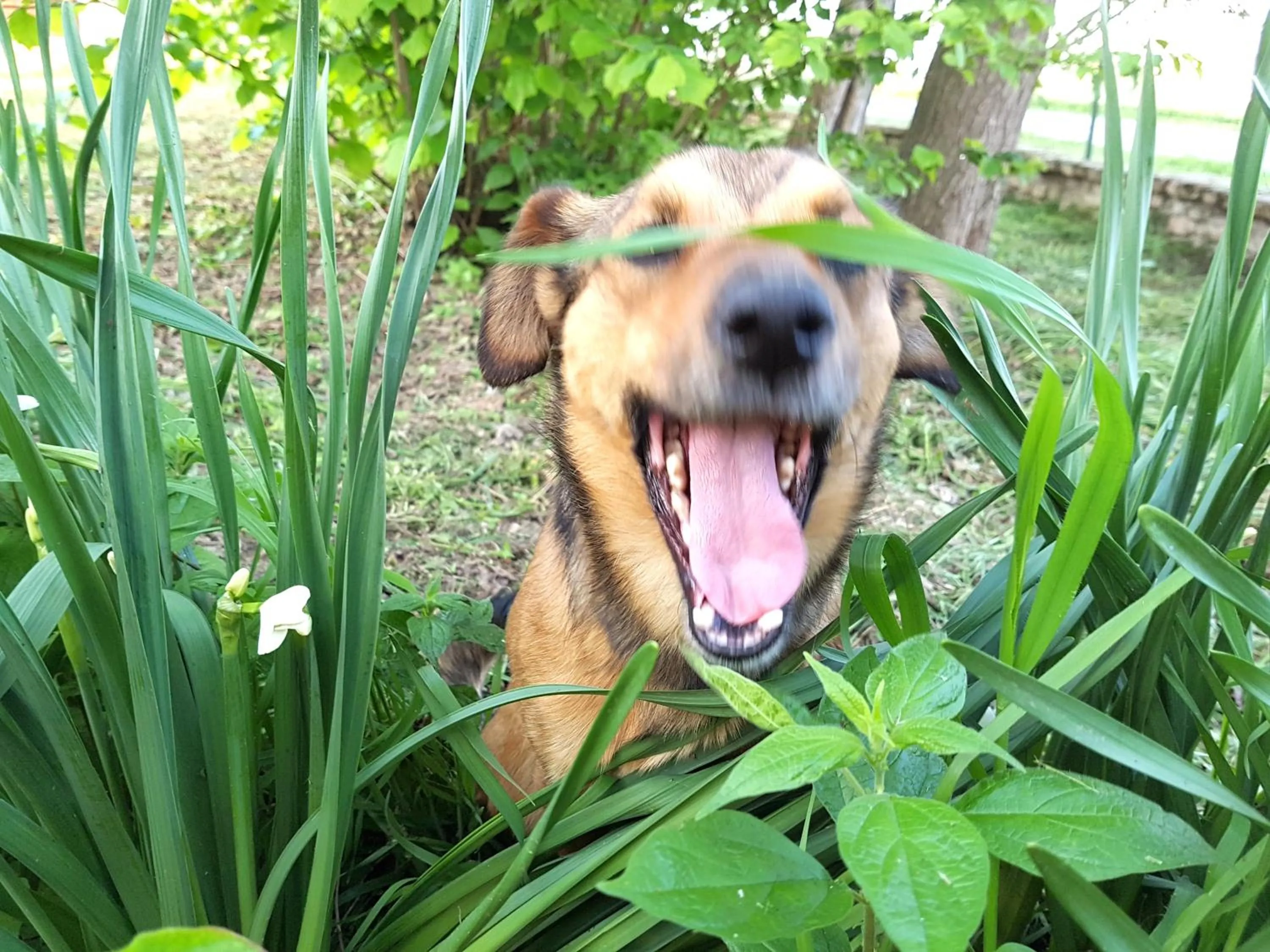 Pets in La Garzaga Turismo Rurale