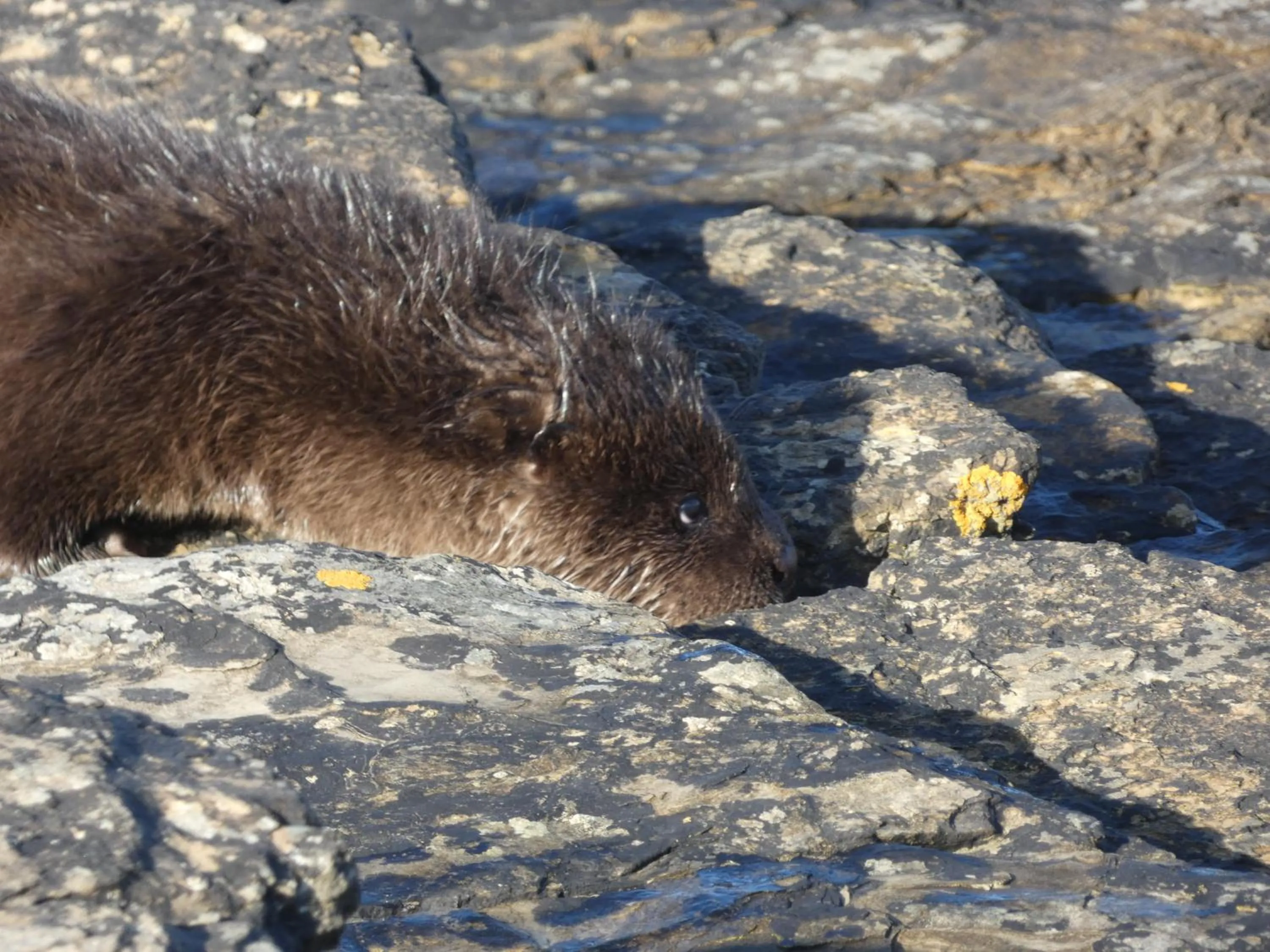Animals in Braeswick B&B