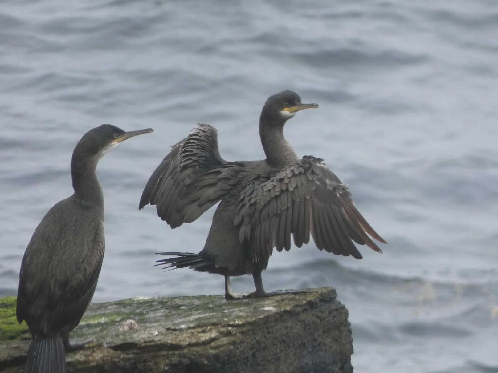 Animals in Braeswick B&B
