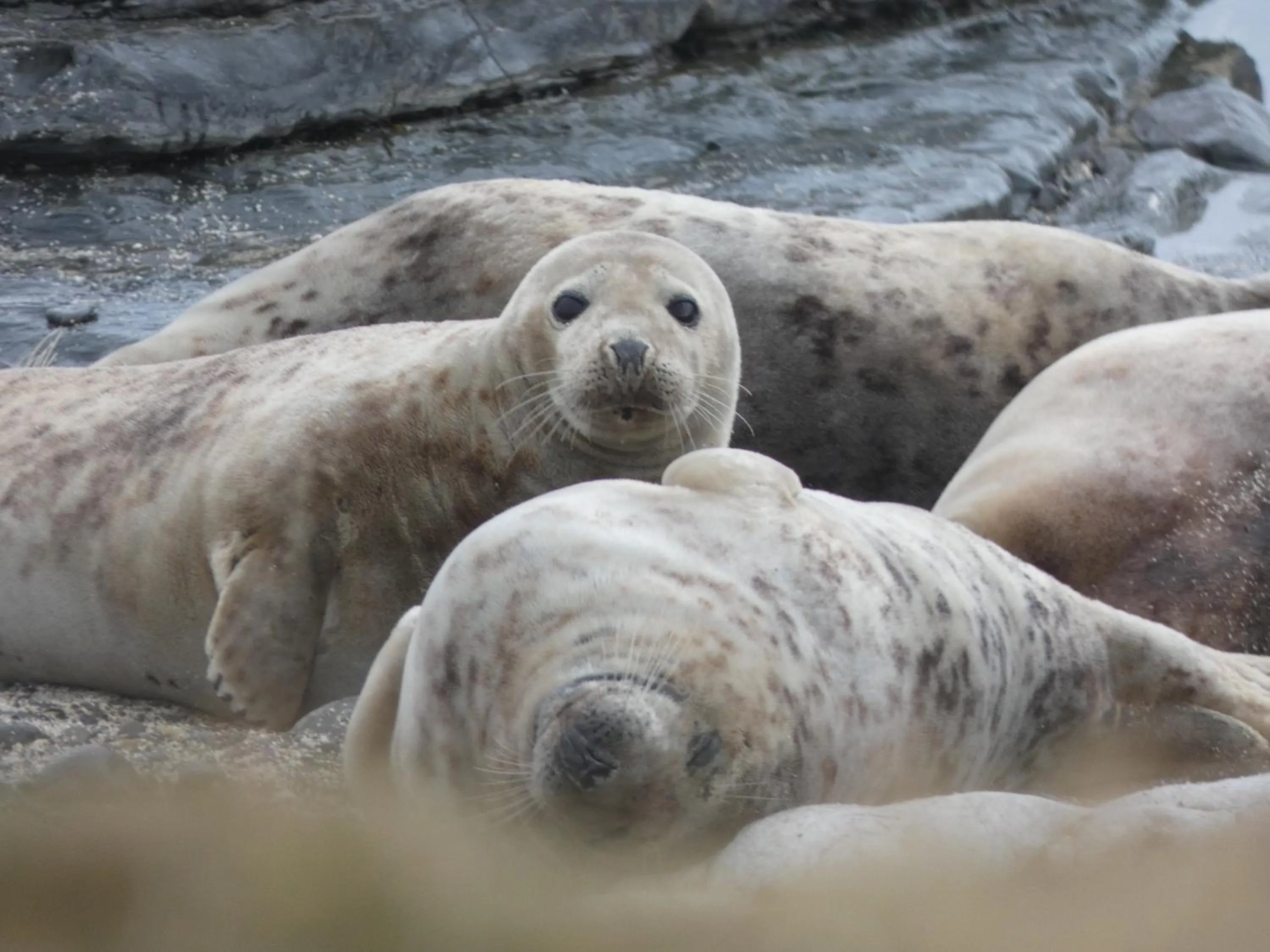 Animals in Braeswick B&B