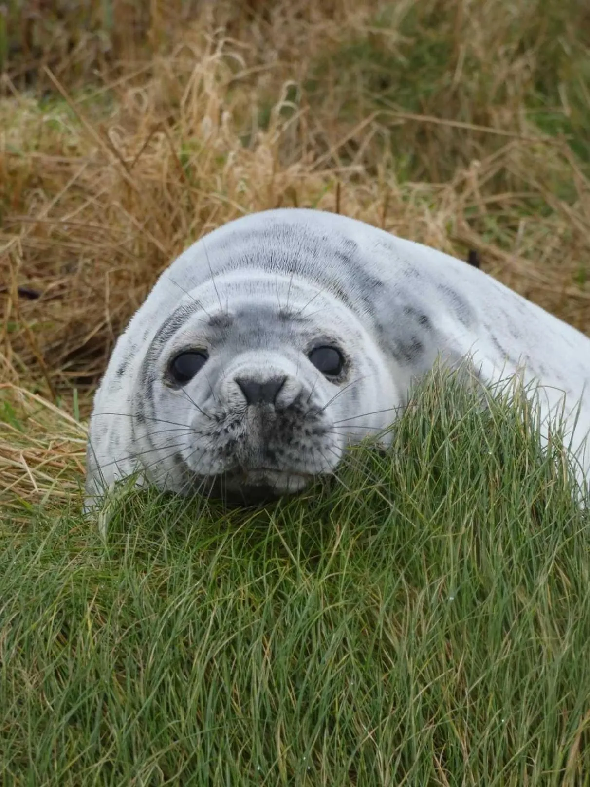 Animals in Braeswick B&B
