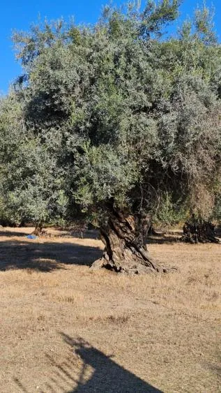 Day in Palmyra Studios