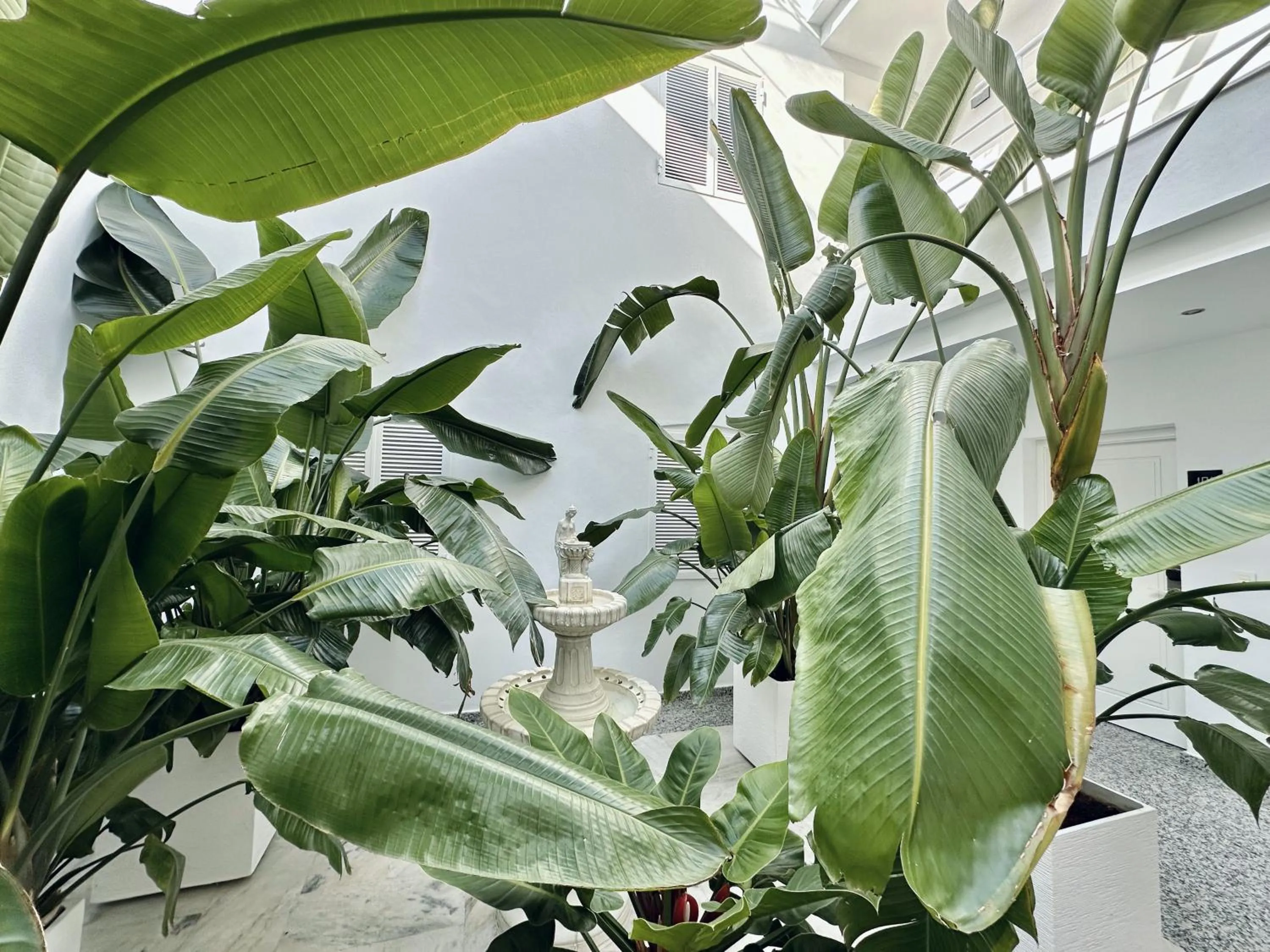 Garden in Hotel Apartamentos Marina Luz