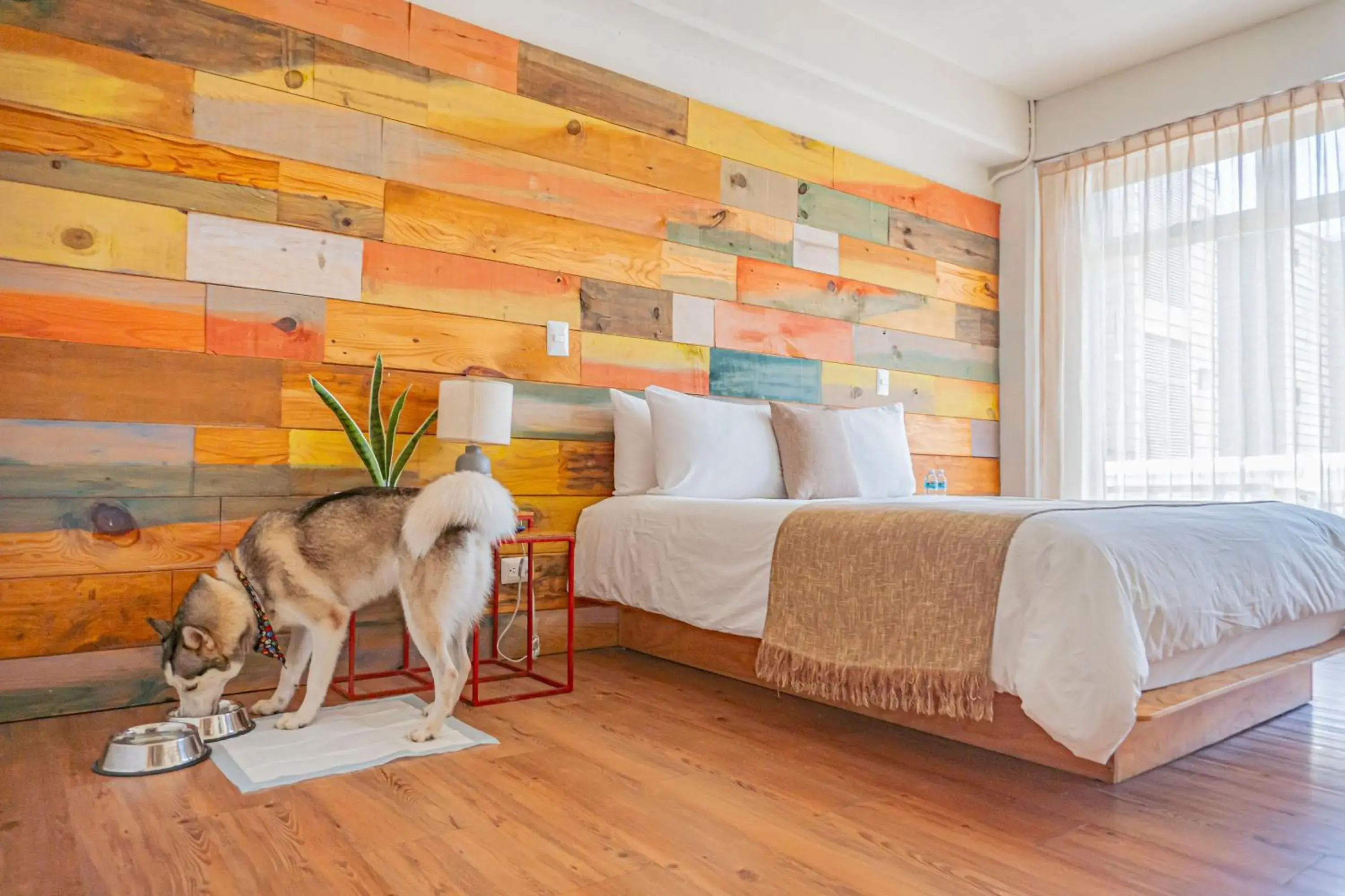 Double Room in Mayan Monkey Cancun - Social Hotel Double Room in Mayan Monkey Cancun - Social Hotel