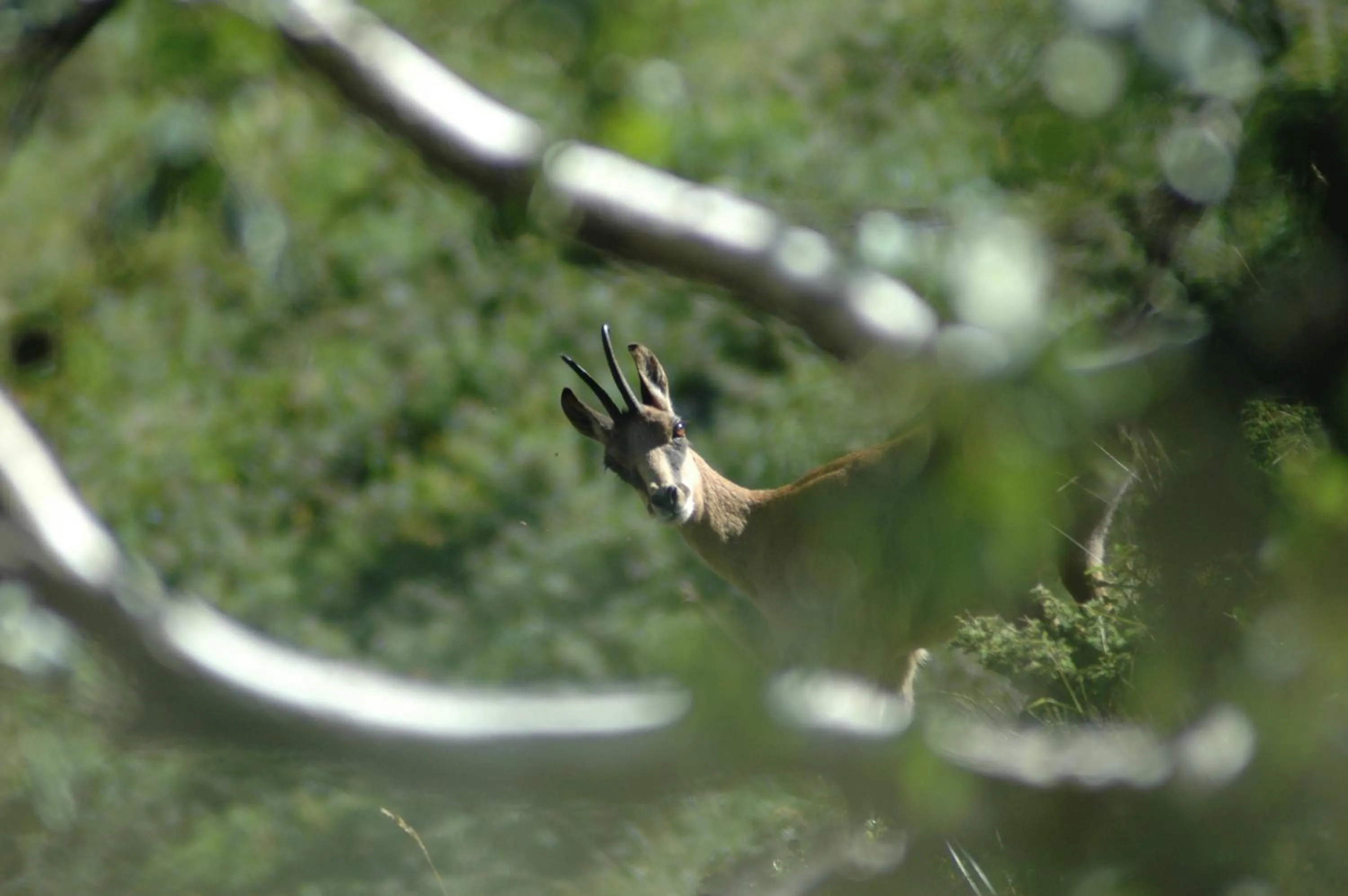 Hiking in Appart Le Chili- Quartier thermal- Parc remarquable - Linge fourni
