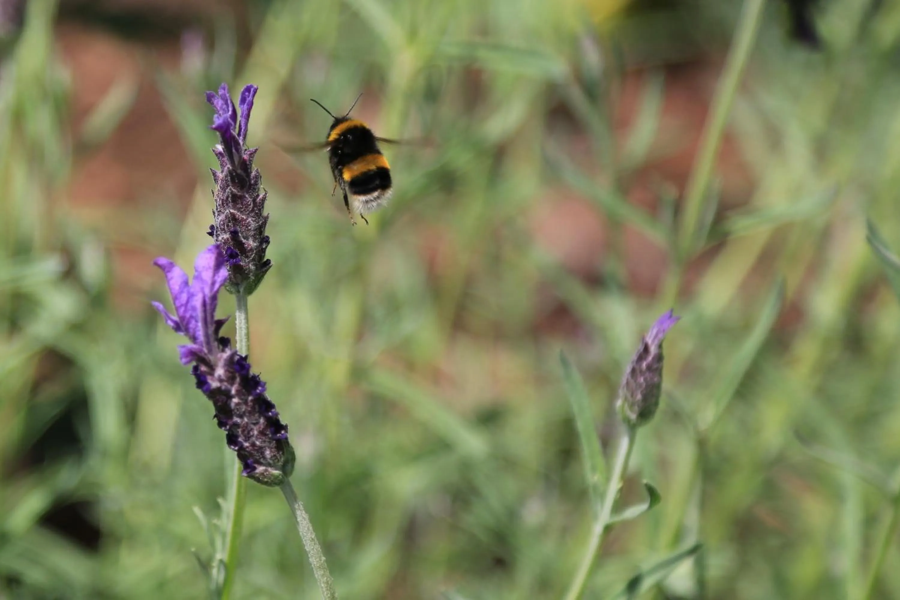 Garden view in Brecon Pond Bed & Breakfast