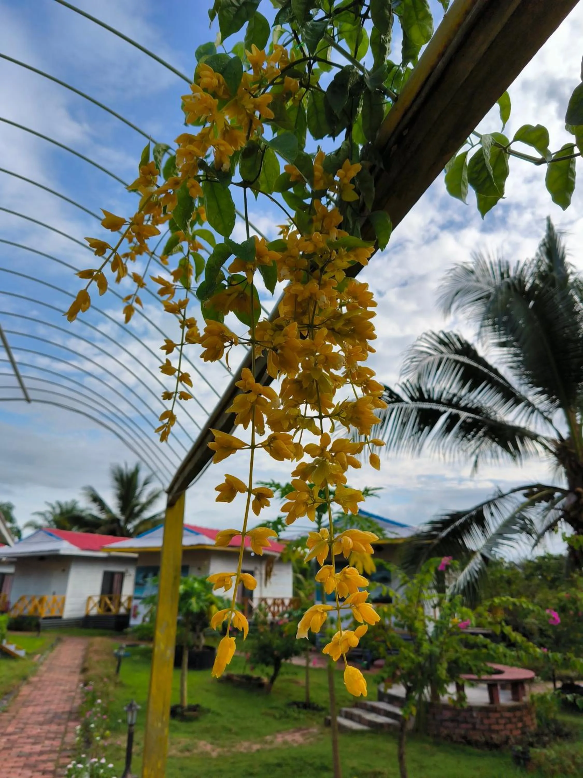 Coconut Garden Resort仙本那顺德人家棕榈园