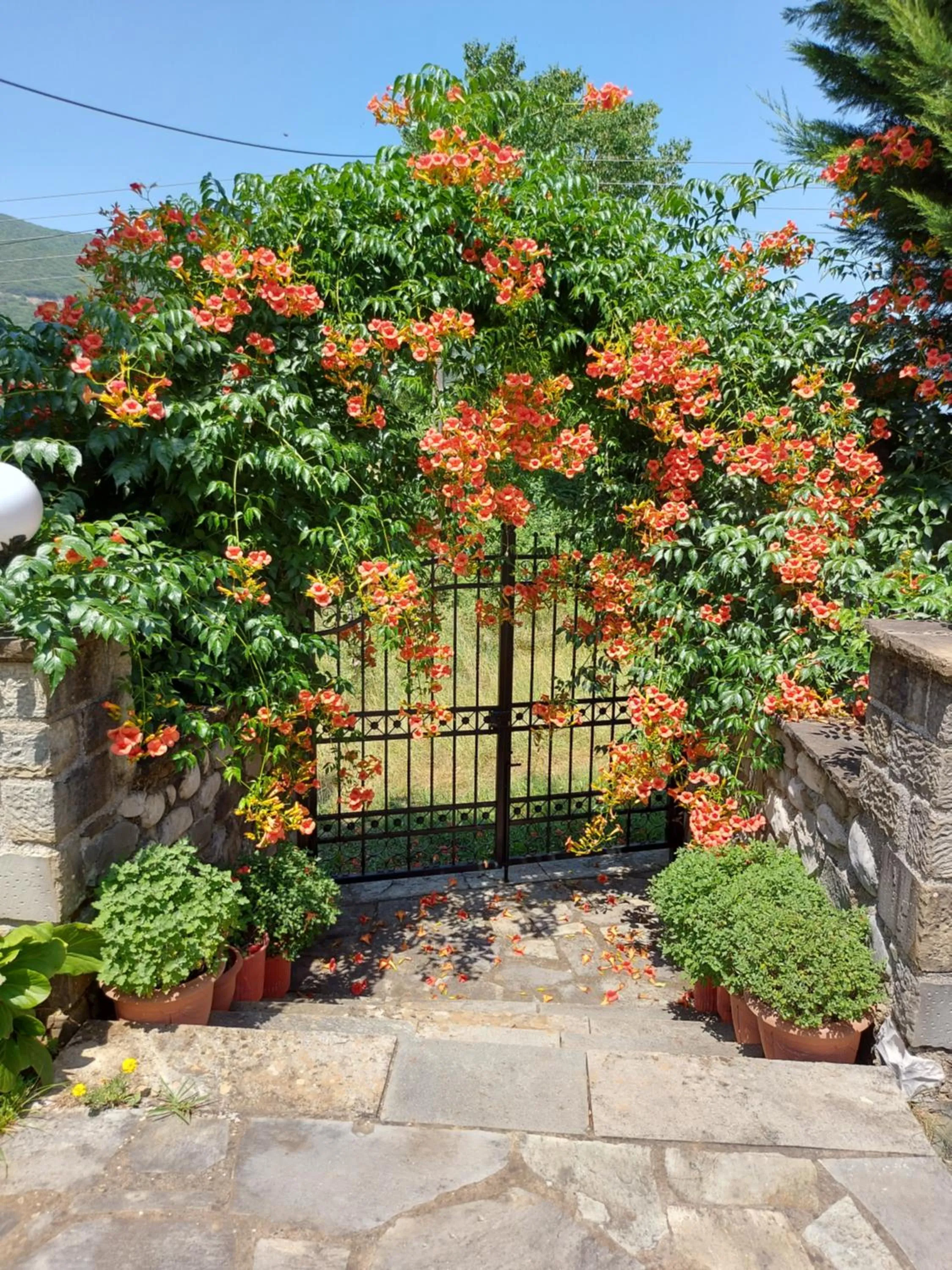 Garden in Hotel Spiridoula