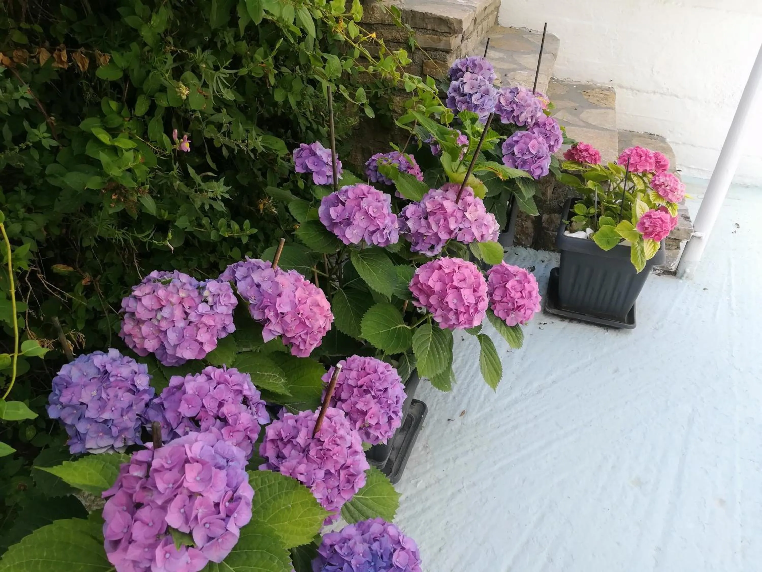 Garden in Scorpios Hotel & Suites