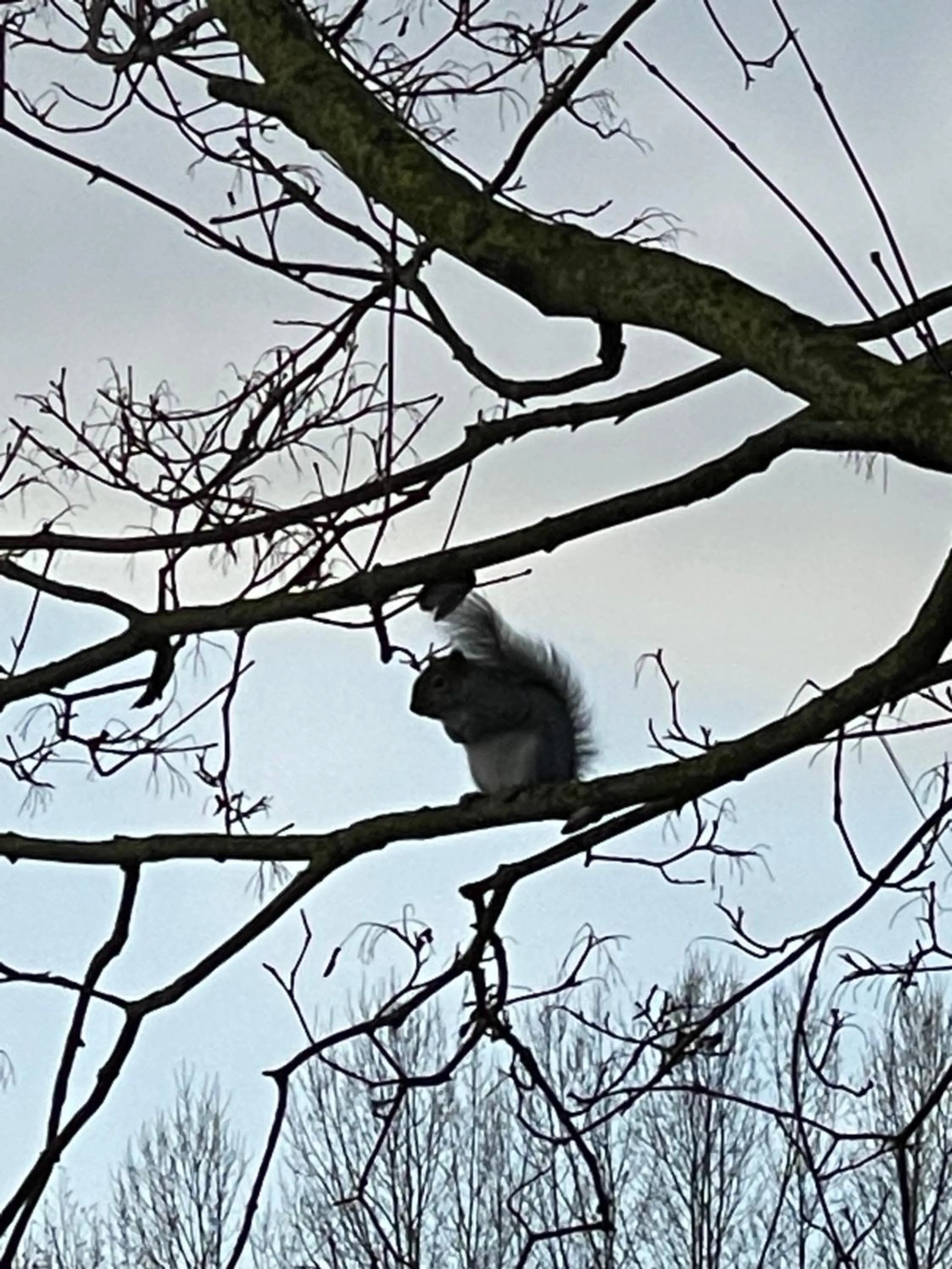 Animals in Burton Lodge Guest House & Spa