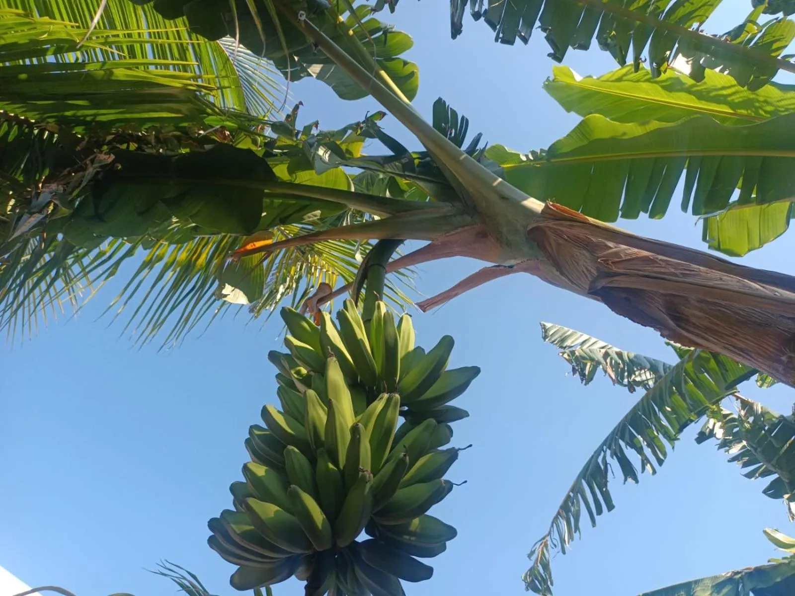 Garden in Hotel & Hostal 230