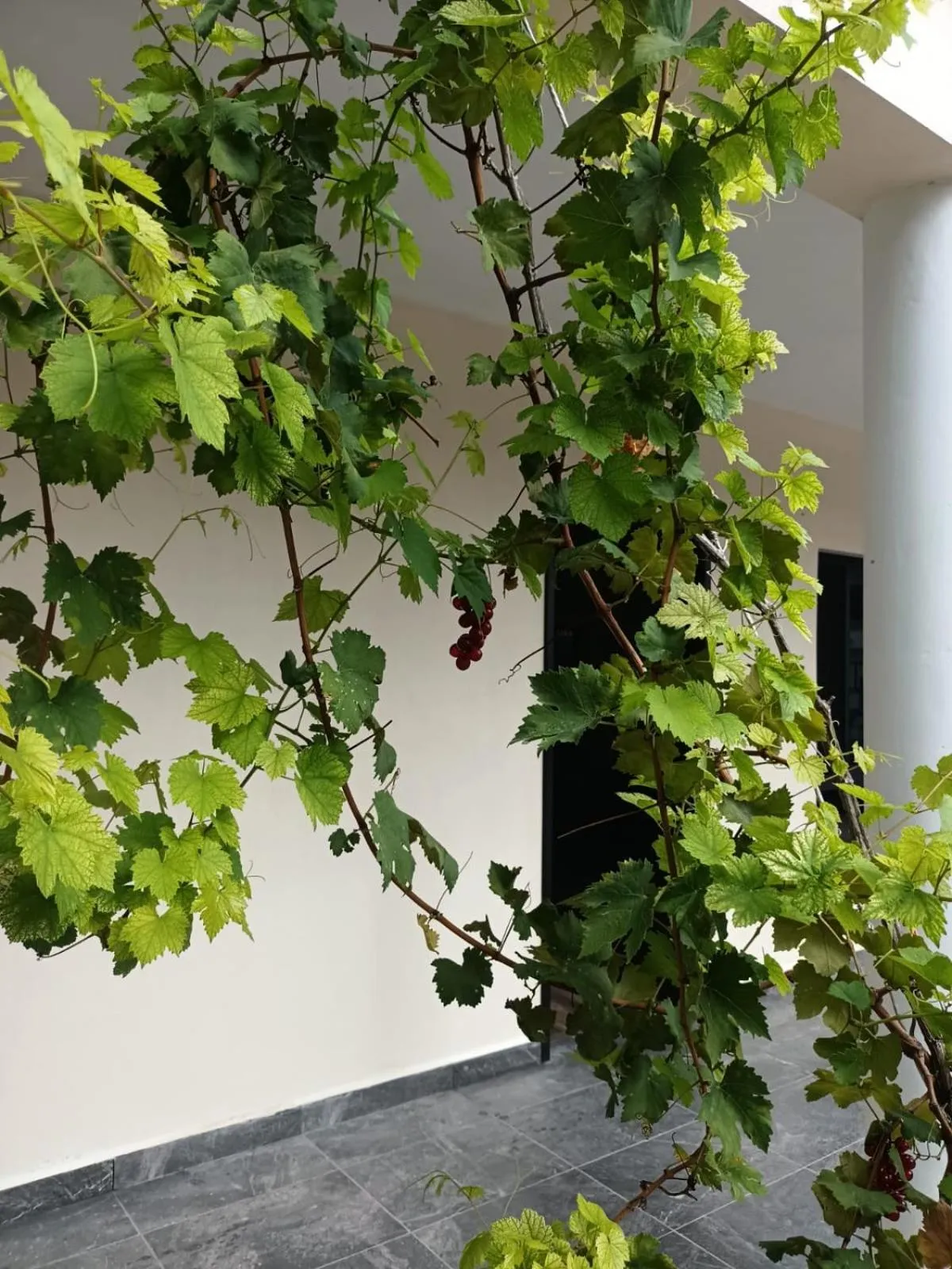 Garden in Hotel & Hostal 230