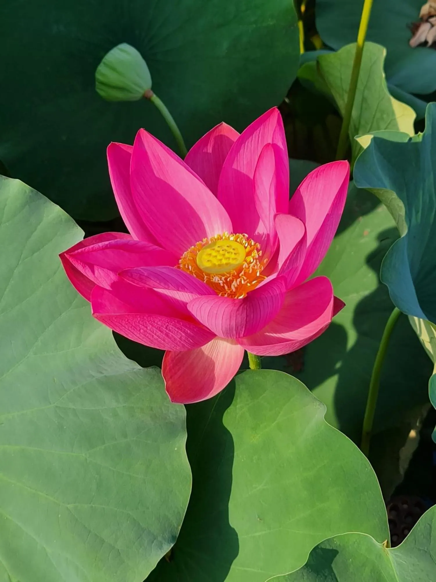 Garden view in Pool & Garden Villa Lelia