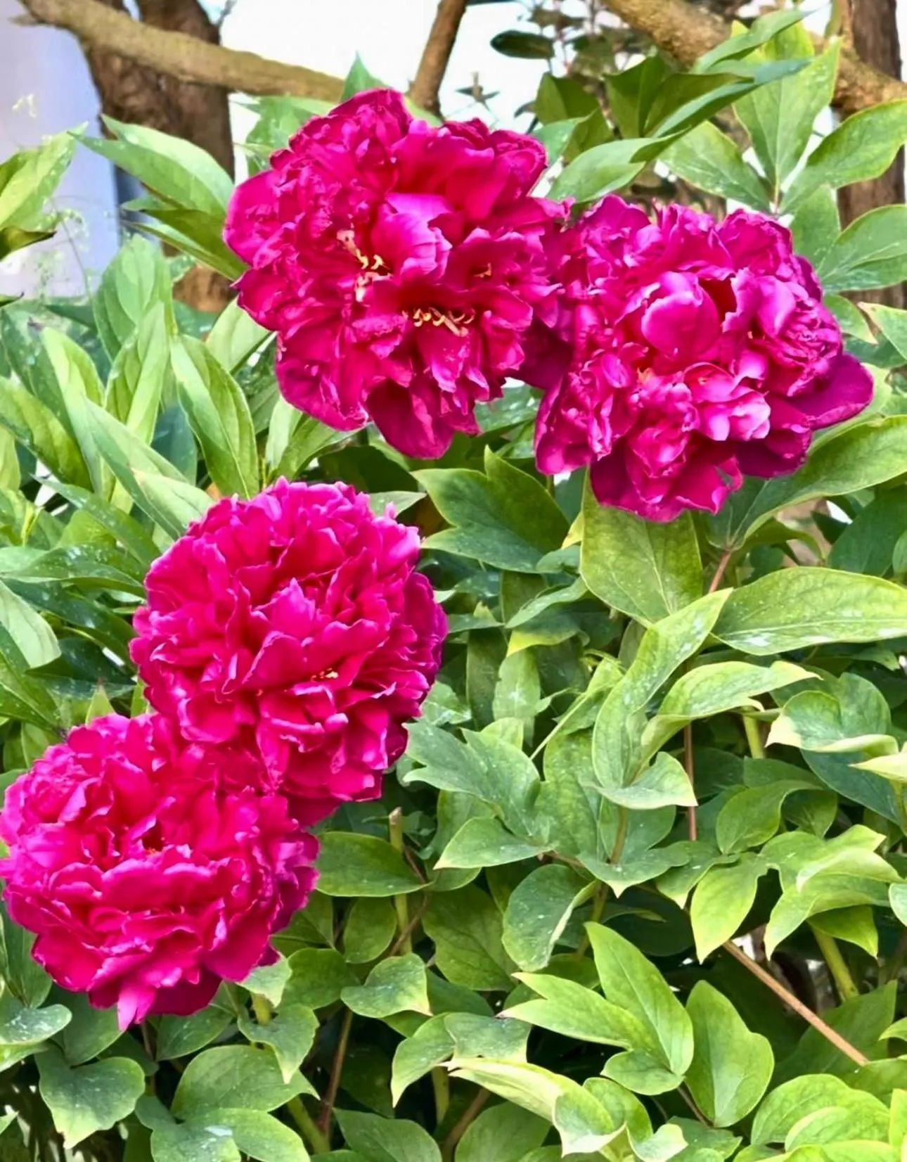 Spring in Pool & Garden Villa Lelia