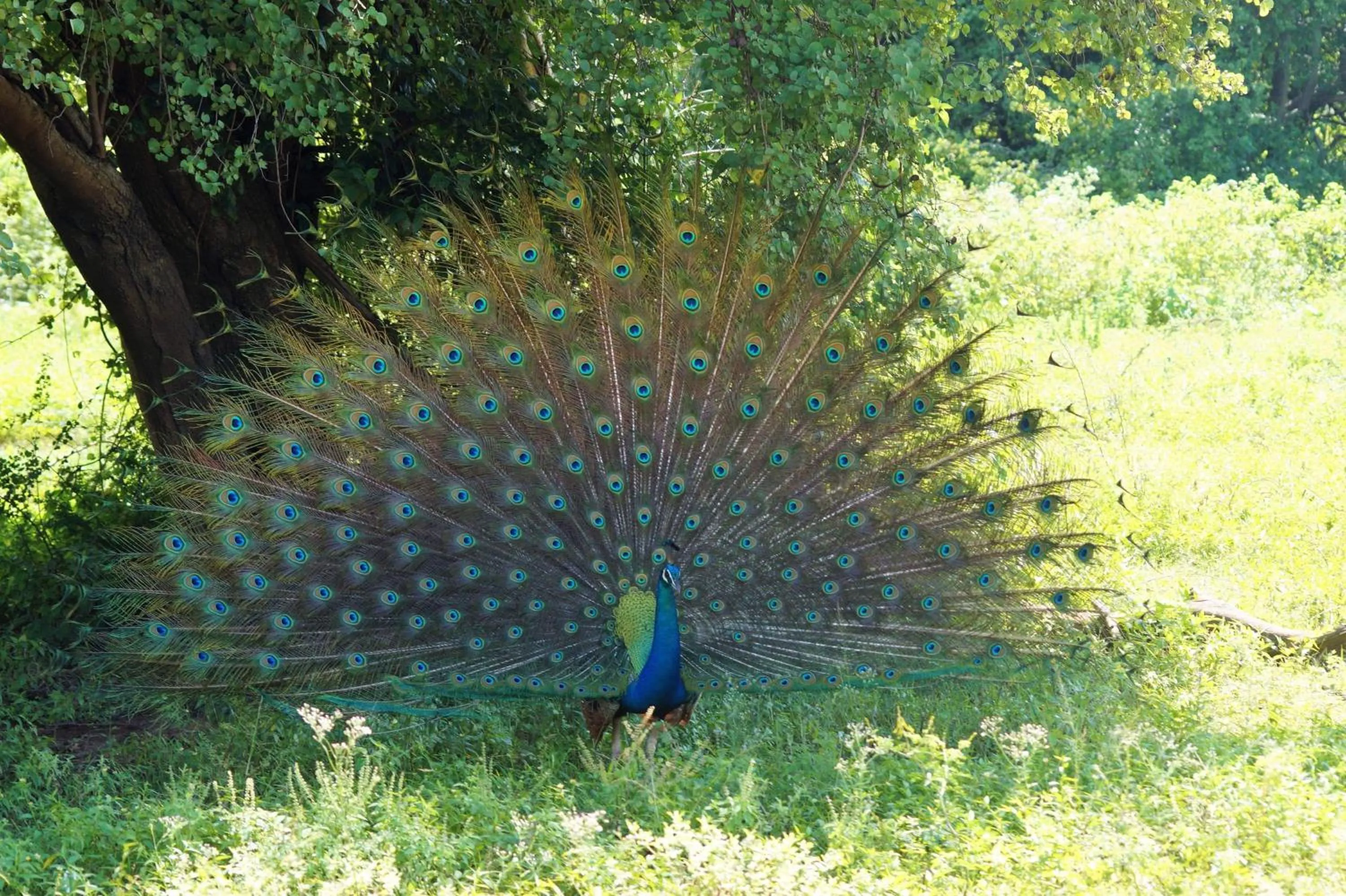 Peacock Riverside