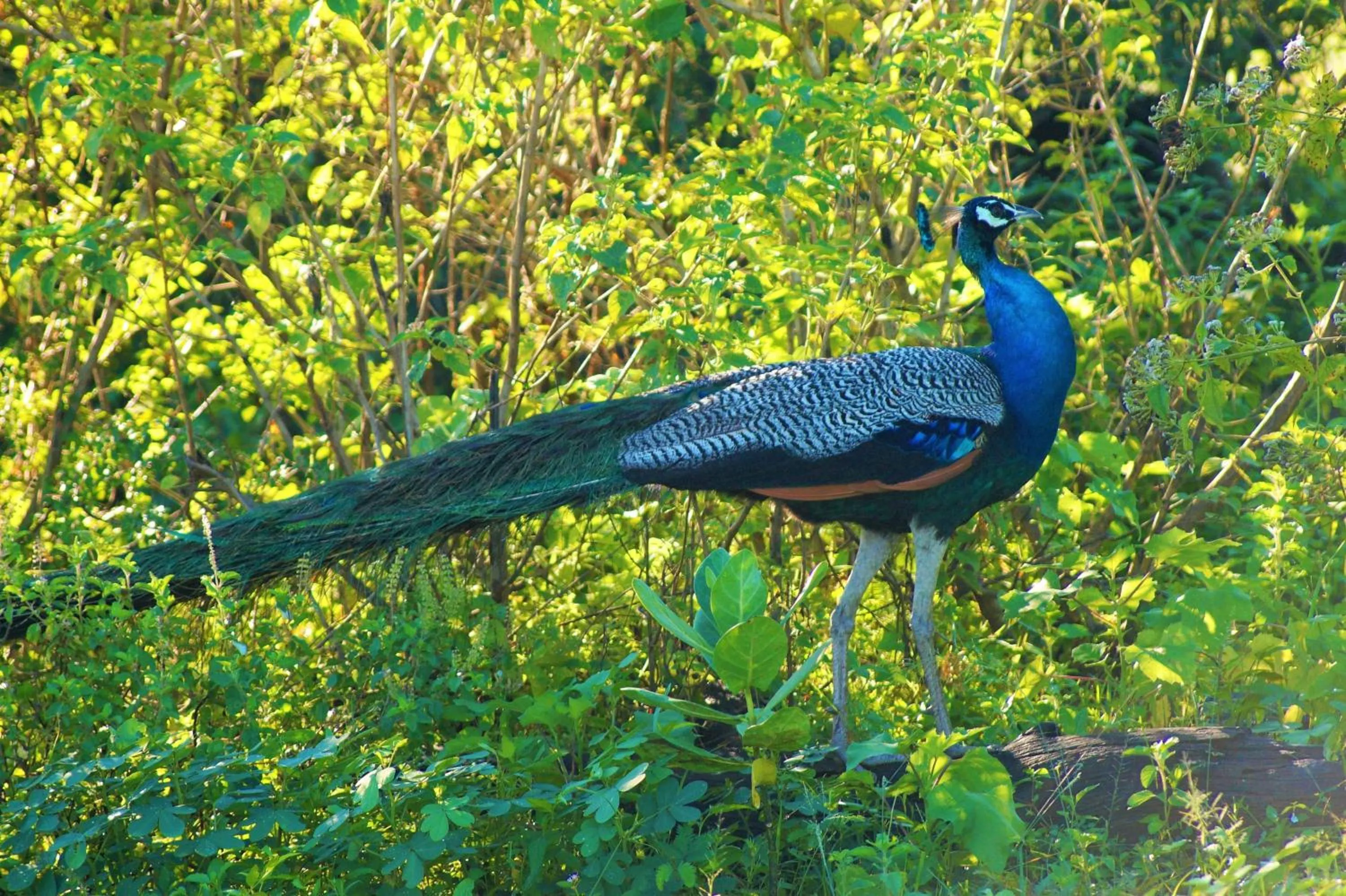 Peacock Riverside